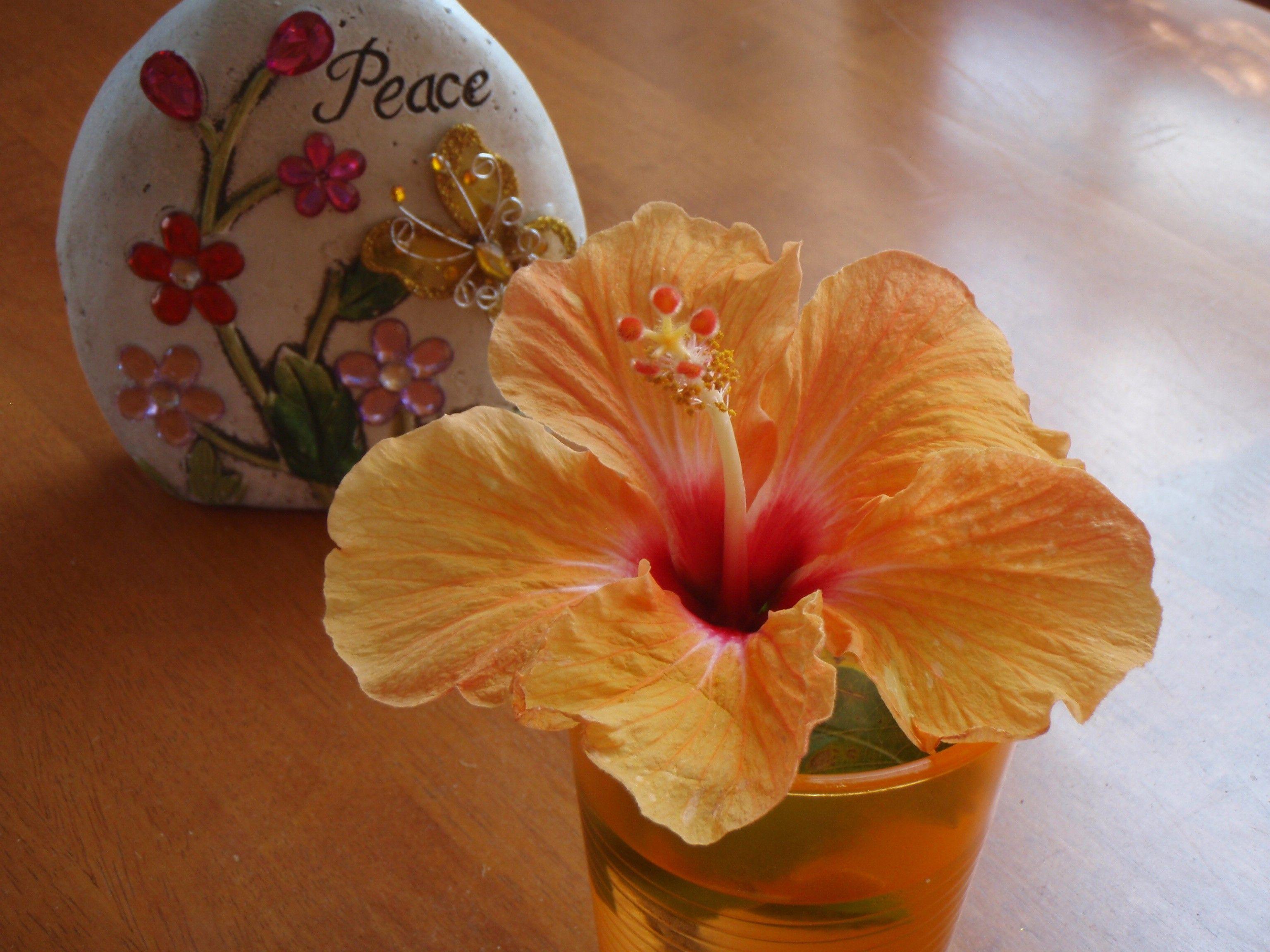 3072x2304 Flower: PEACE Flowers Hibiscus Photography Flower Wallpaper HD