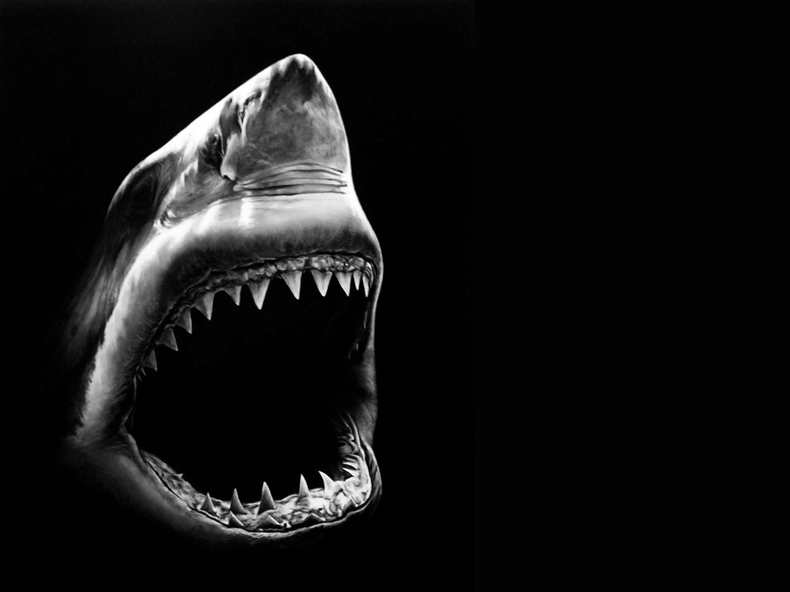 Black and White Shark Wallpapers - Top Free Black and White Shark  Backgrounds - WallpaperAccess