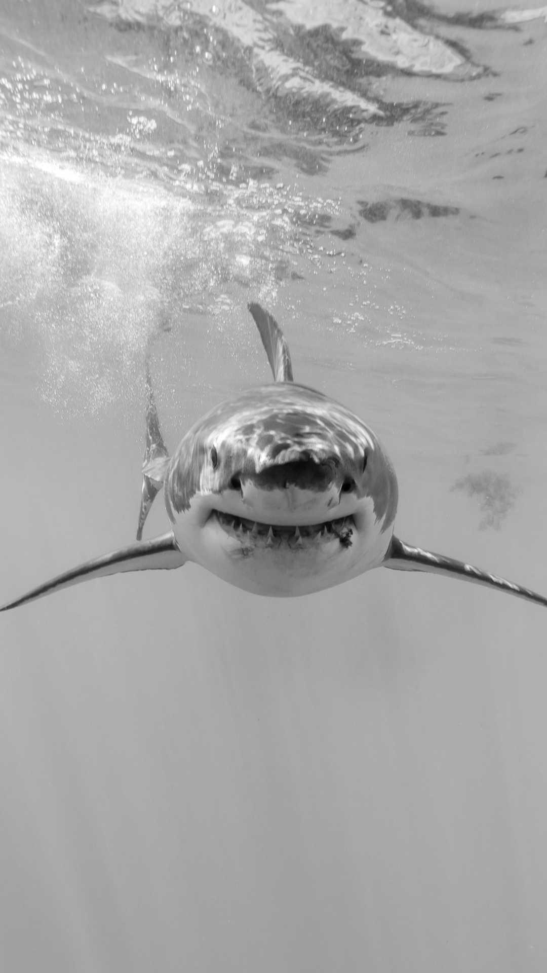 1080x1920 Shark Wallpaper for Android