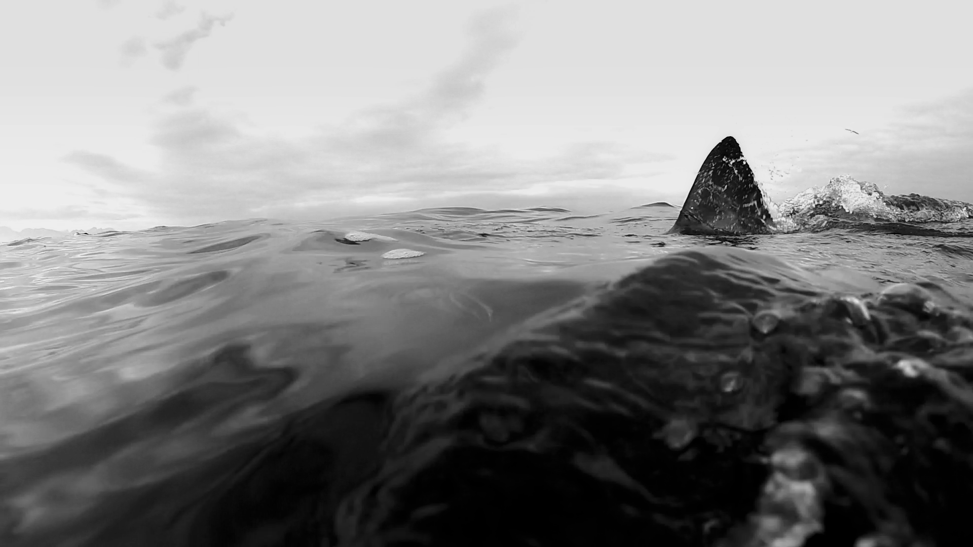 1920x1080 Amazing great white shark predation breach footage