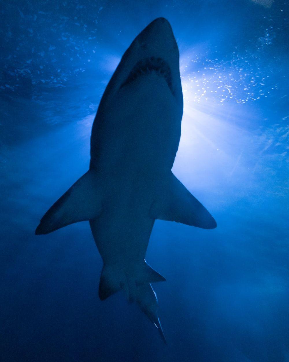 1000x1250 Shark Wallpaper: Free HD Download [HQ]