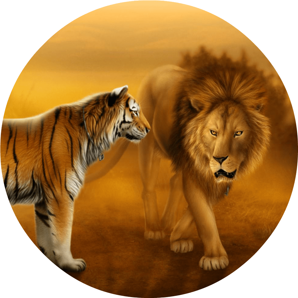 Lion and Tiger Wallpapers Top Free Lion and Tiger Backgrounds