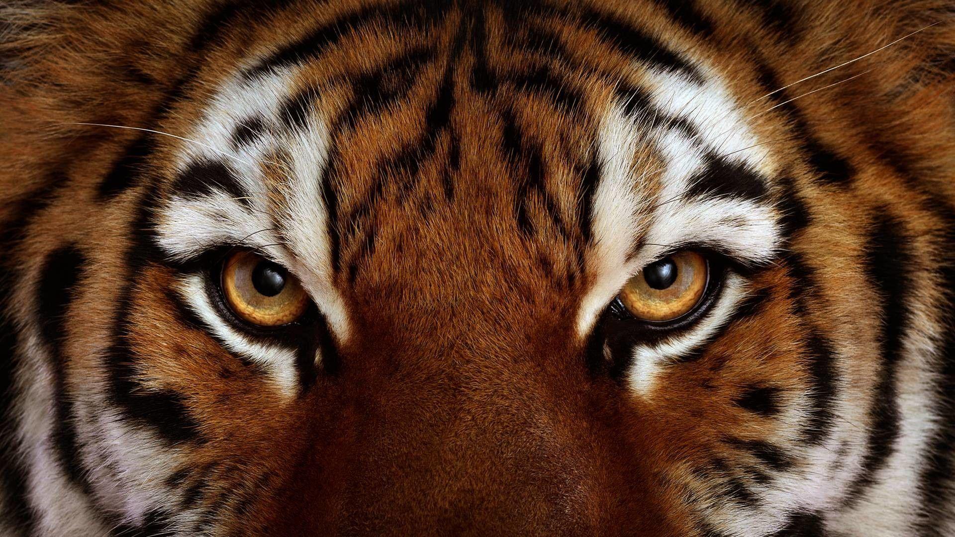 1920x1080 1920x Drawn Tigres Angry Lion Face Eyes Close Up