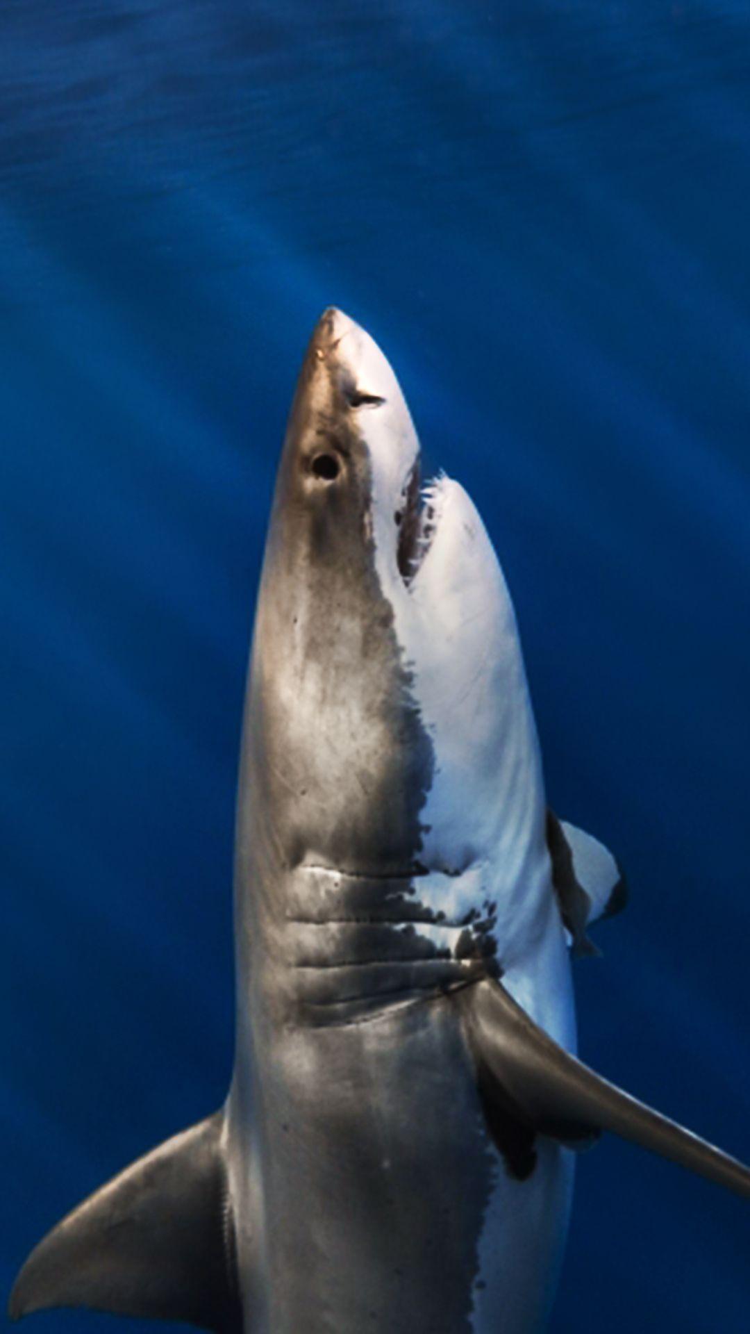 1080x1920 Great White Shark iPhone Background