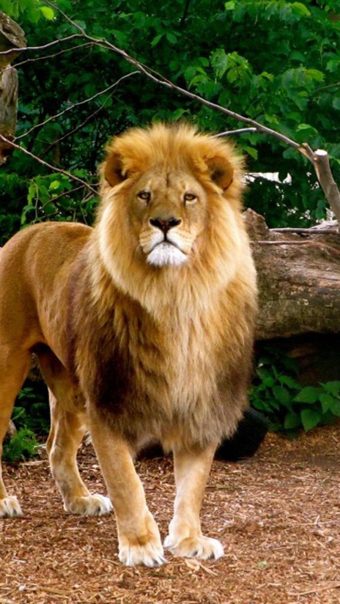 Lion and Tiger Wallpapers Top Free Lion and Tiger Backgrounds