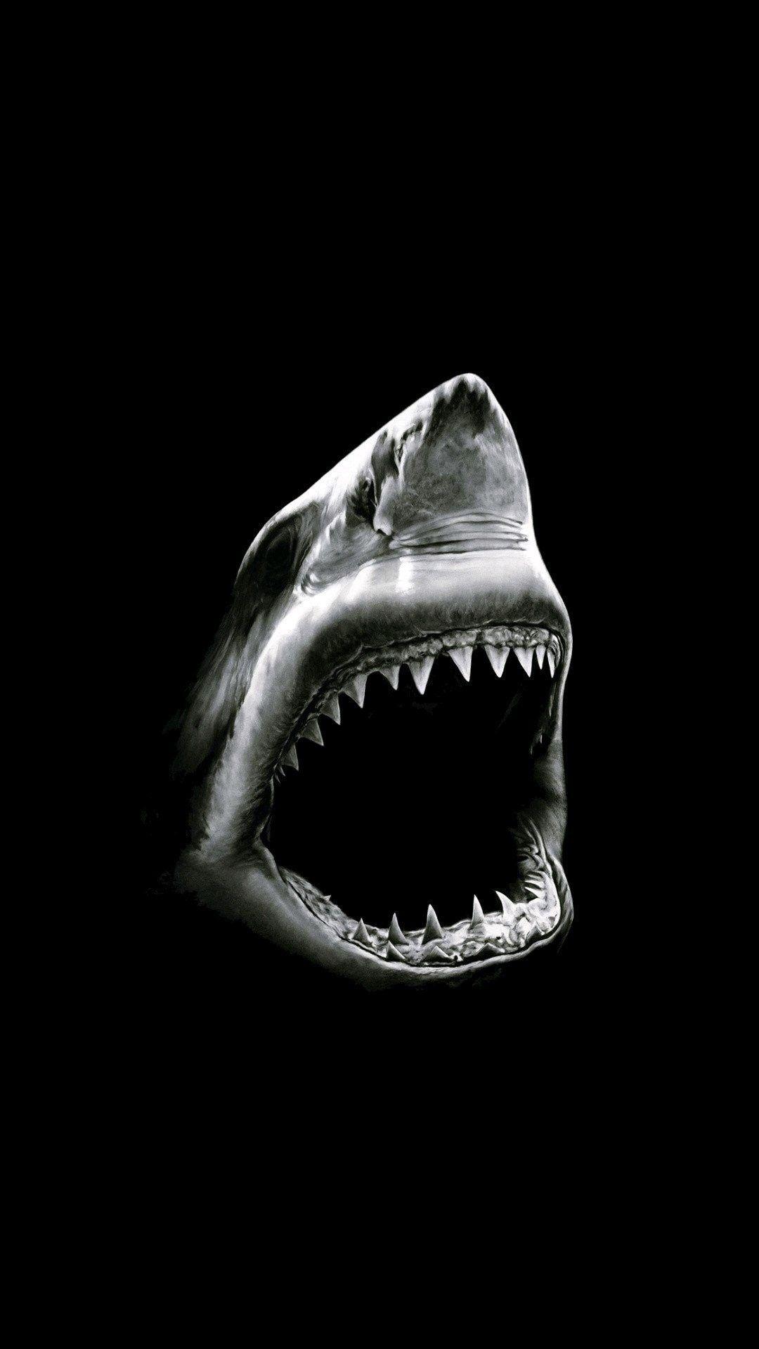 1080x1920 Shark iPhone Wallpaper