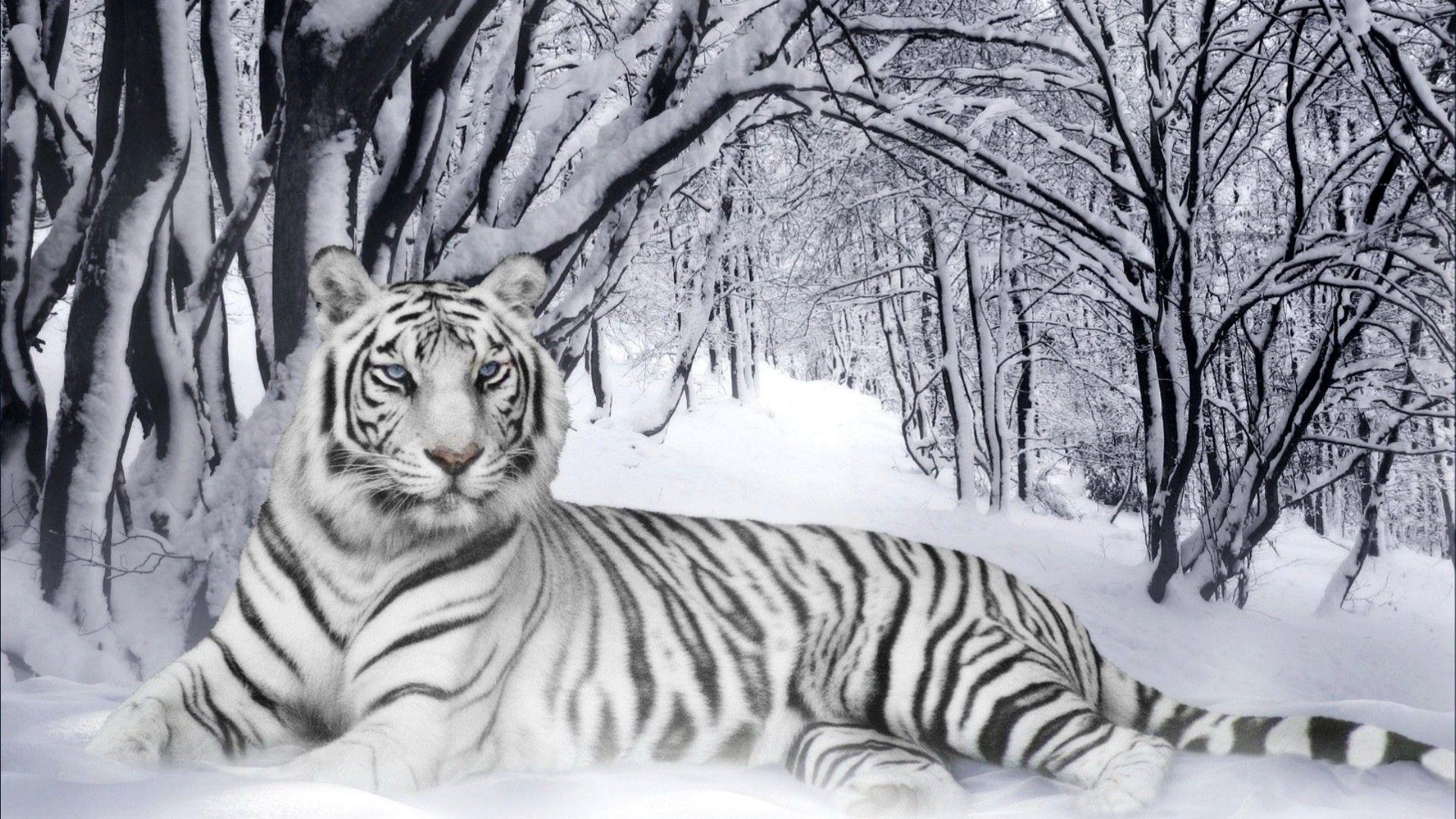 1920x1080 White Tiger Wallpaper HD