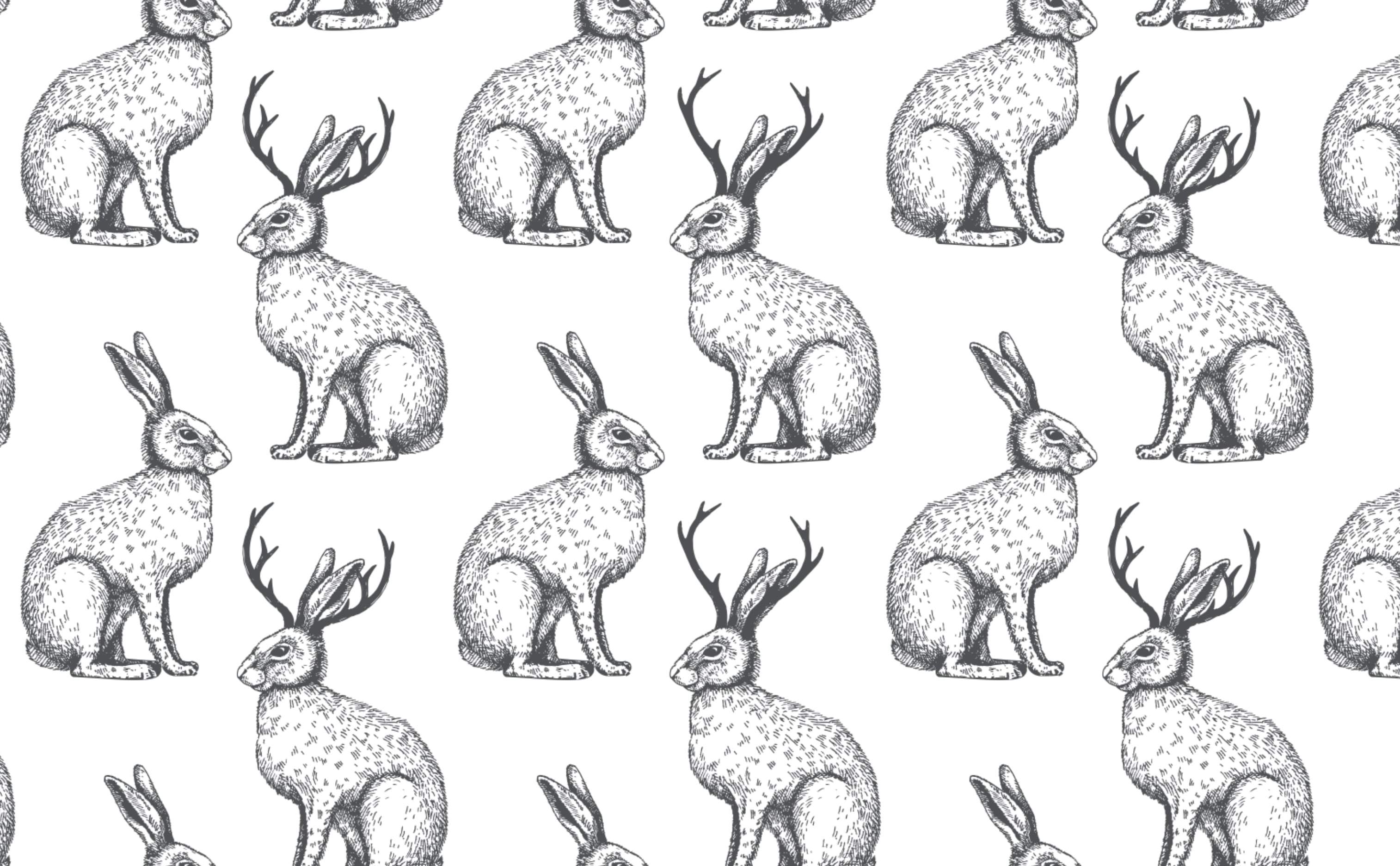 Black and White Rabbit Wallpapers Top Free Black and White Rabbit