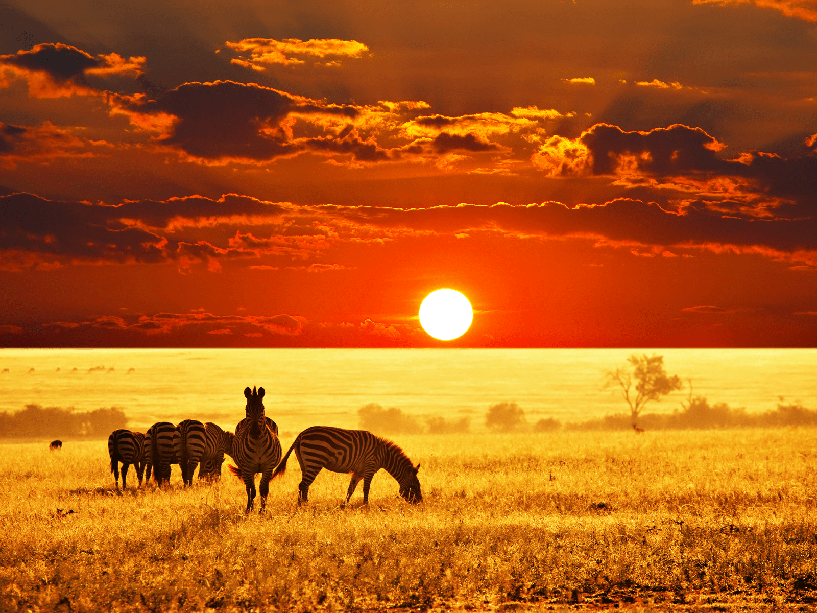 1600x1200 African Savanna Skies ideas. savannah chat, african, savanna