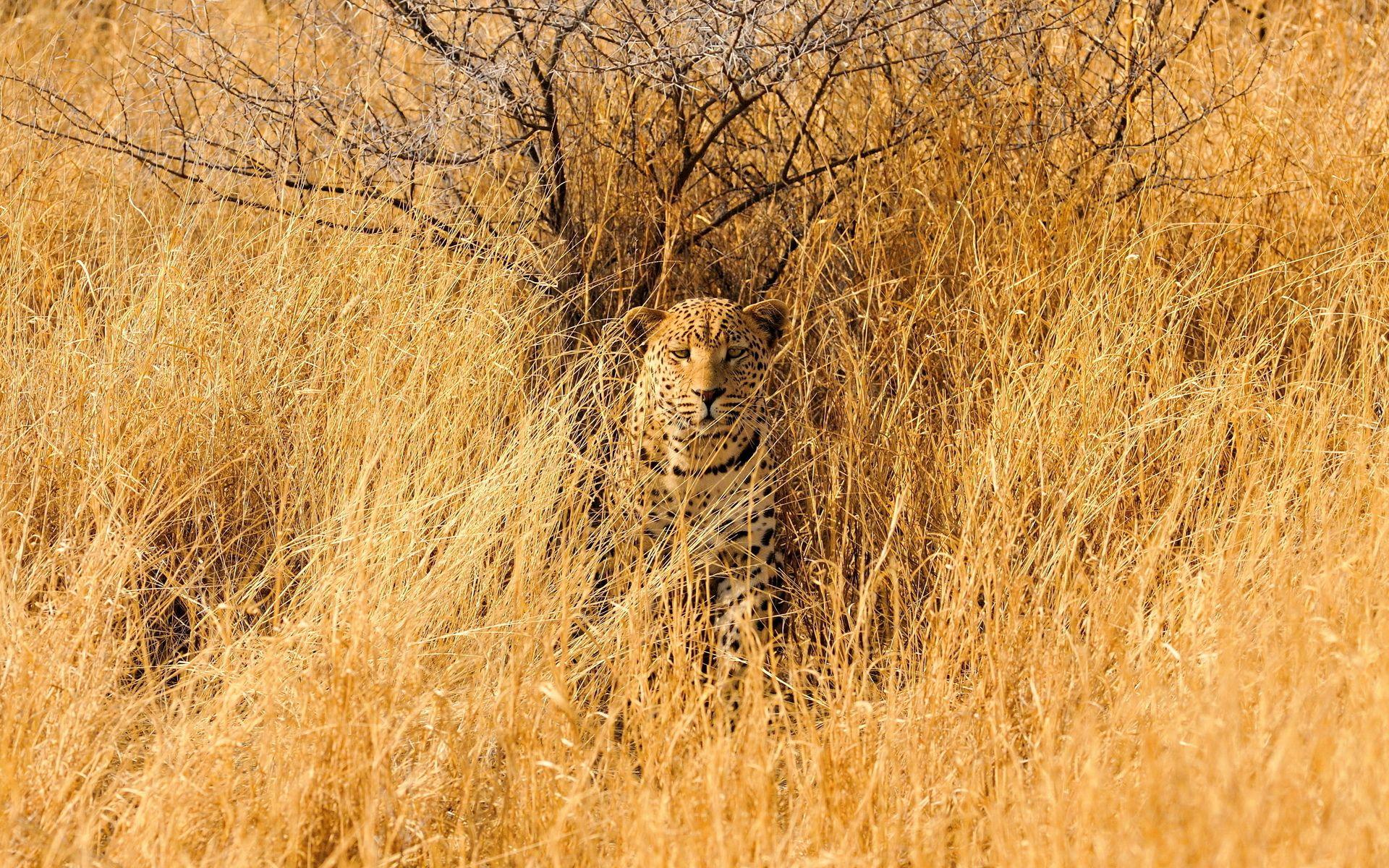 1920x1200 Camouflage Animals In Savanna