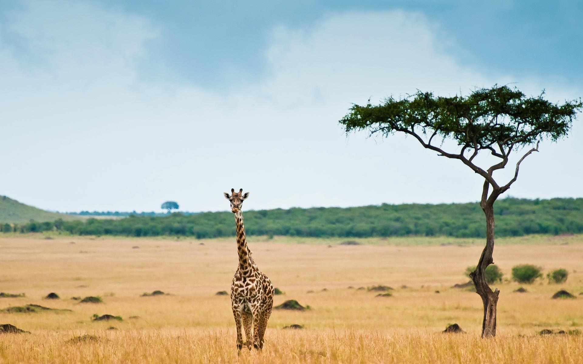 1920x1200 Wallpaper Place.com. Giraffe Picture, Wild Giraffe, Savannah Chat