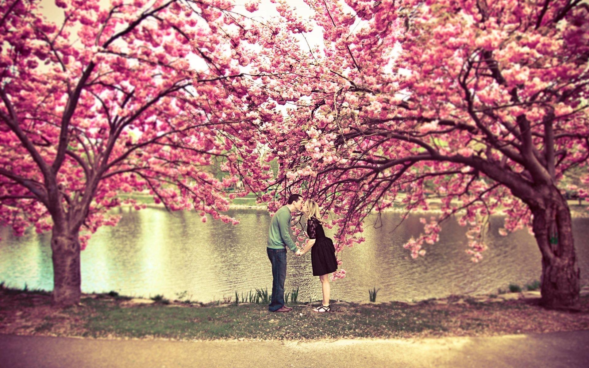 Cherry Blossom Tree Desktop Wallpapers Top Free Cherry Blossom