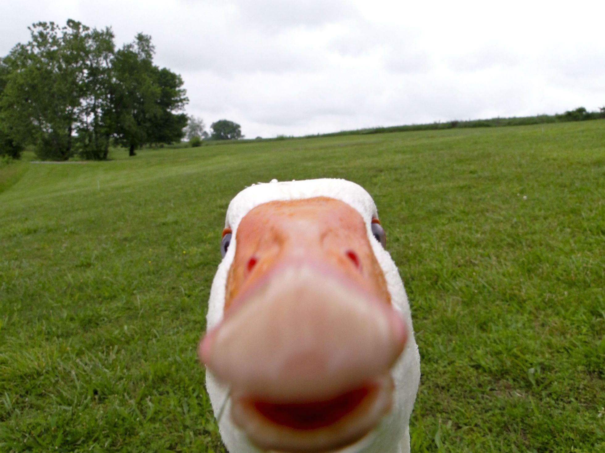 1960x1470 Duck goose geese face funny wallpaperx1470