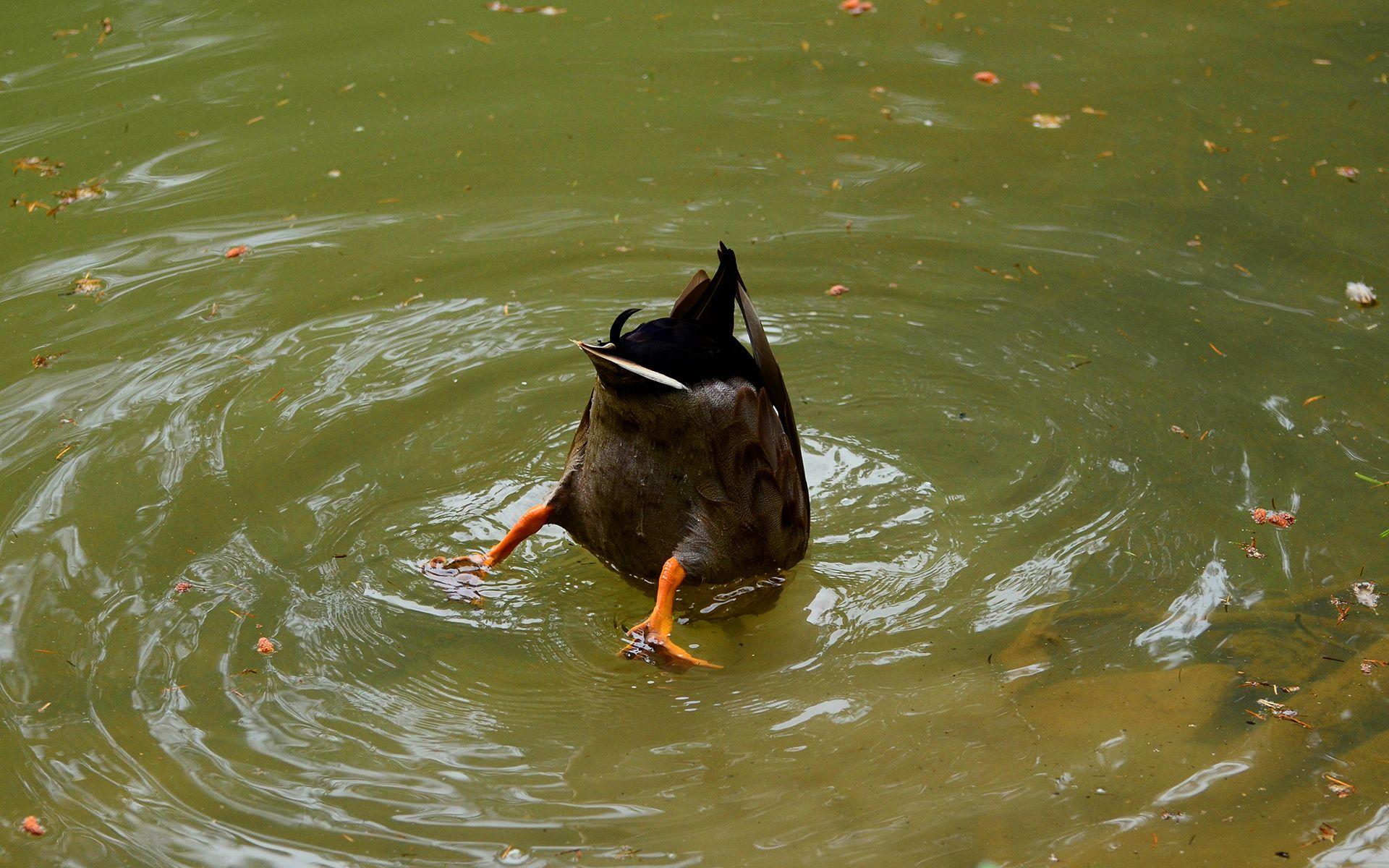 1920x1200 Funny duck tail wallpaperx1200