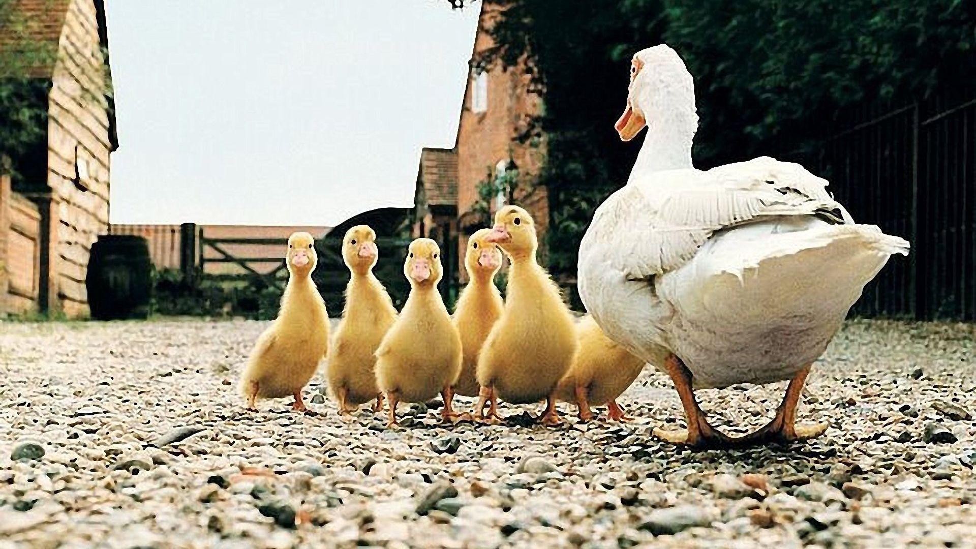 Funny Duck Wallpapers Top Free Funny Duck Backgrounds WallpaperAccess