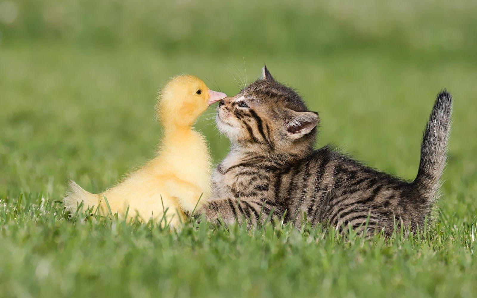 1600x1000 Cute Cat And Duck