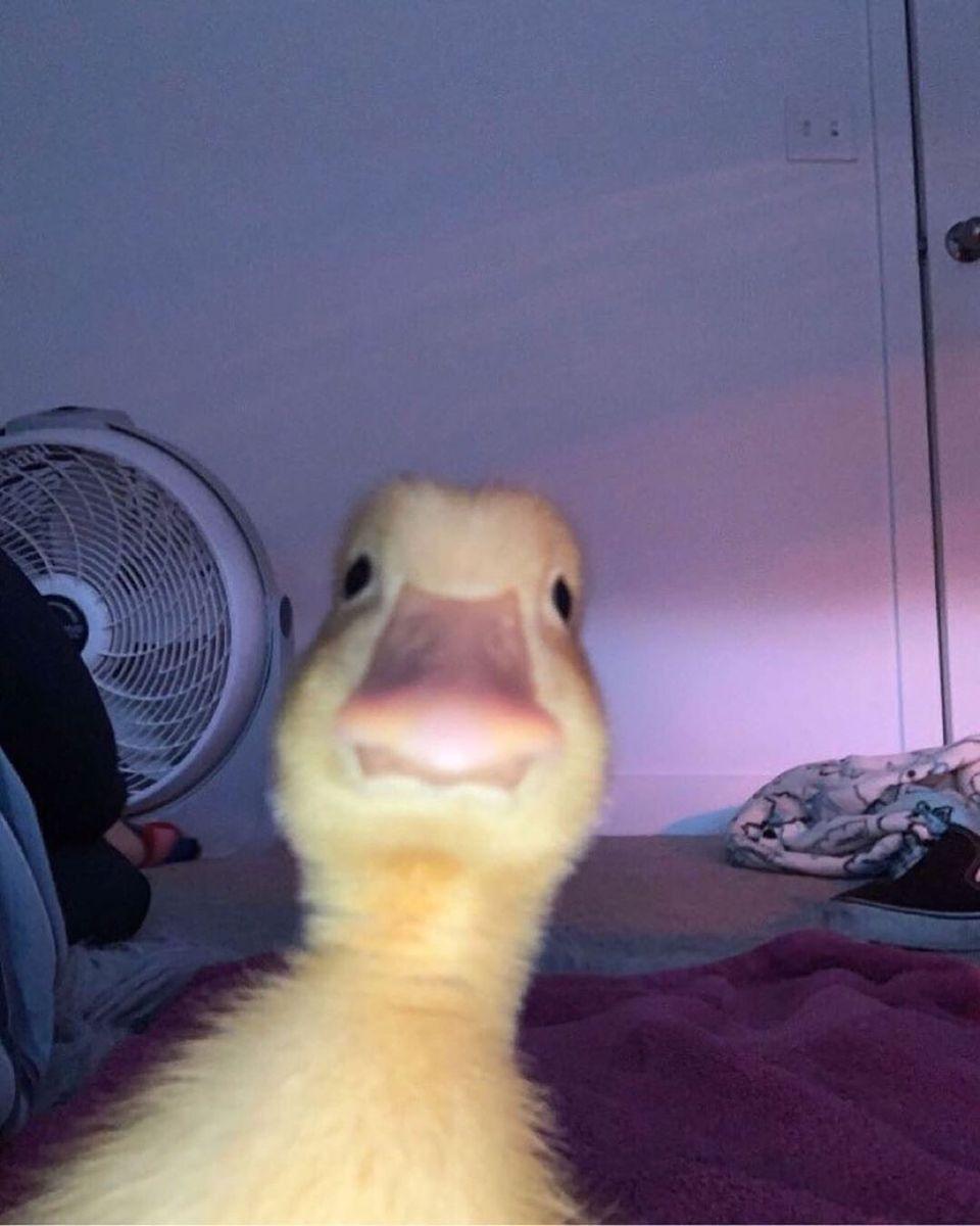 960x1200 Ducks. Cute animal memes, Funny animals, Cute funny animals