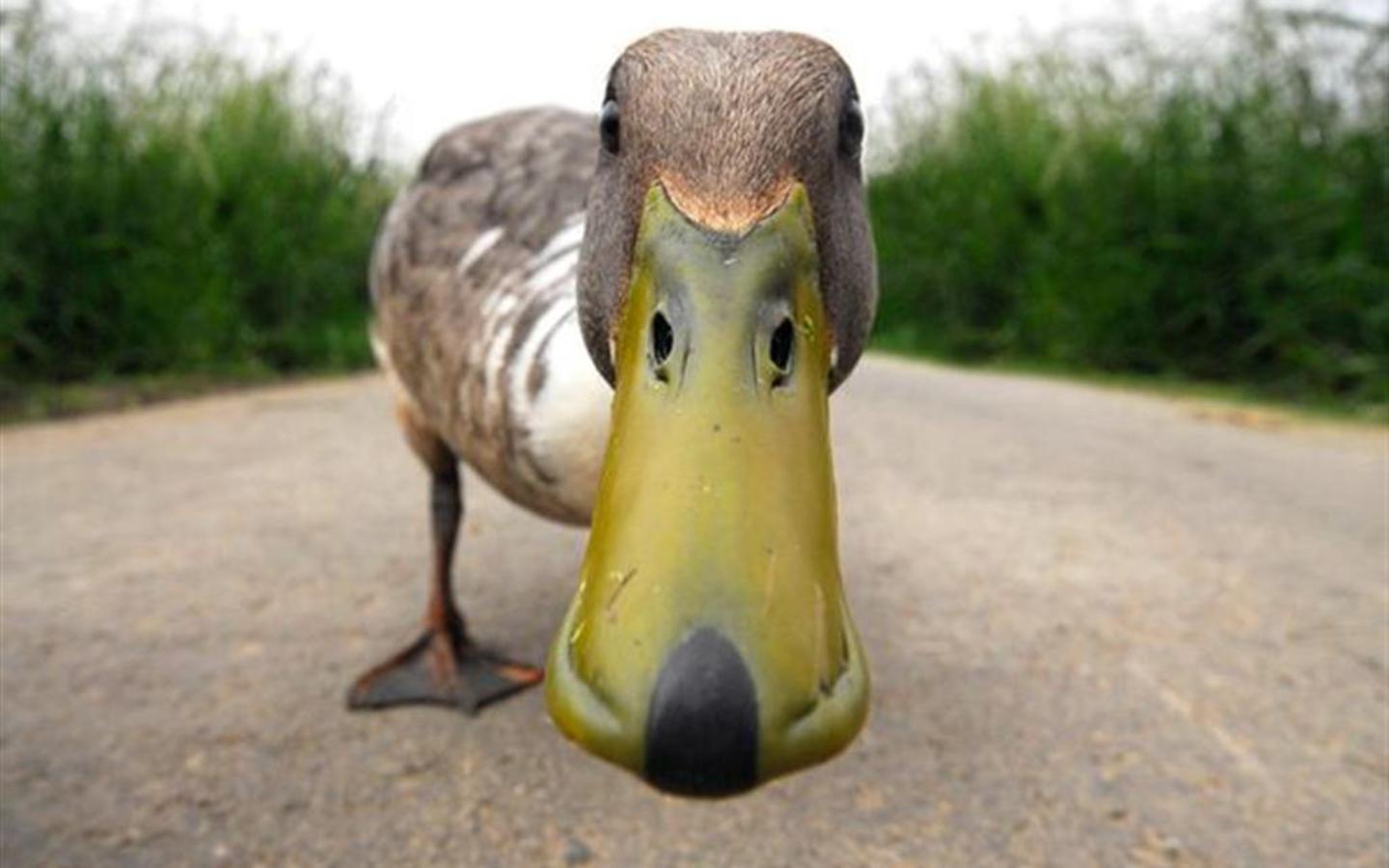 1440x900 Funnyduck Wallpaper photo and wallpaper. All Funnyduck Wallpaper picture