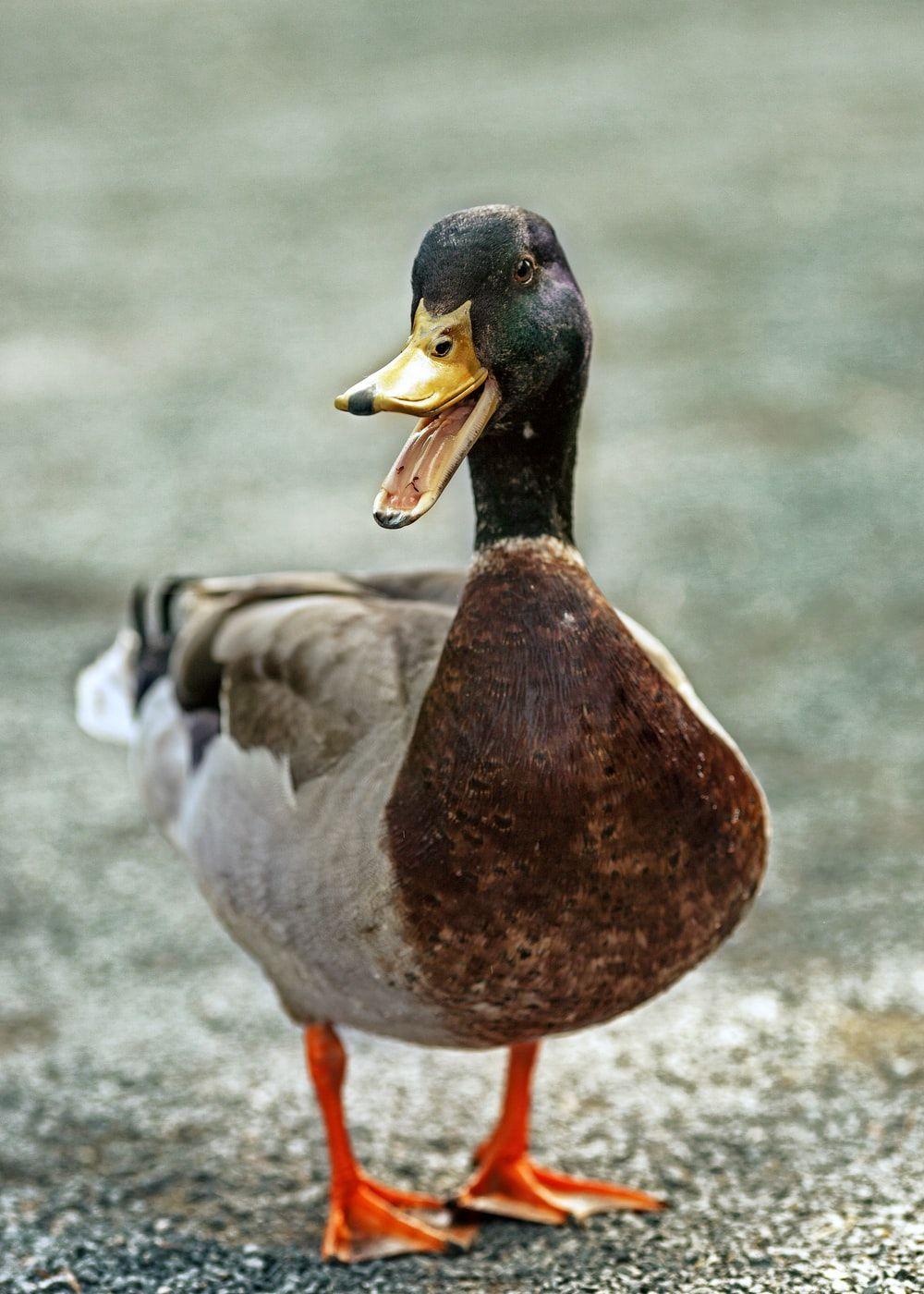 1000x1400 Duck Picture. Download Free Image