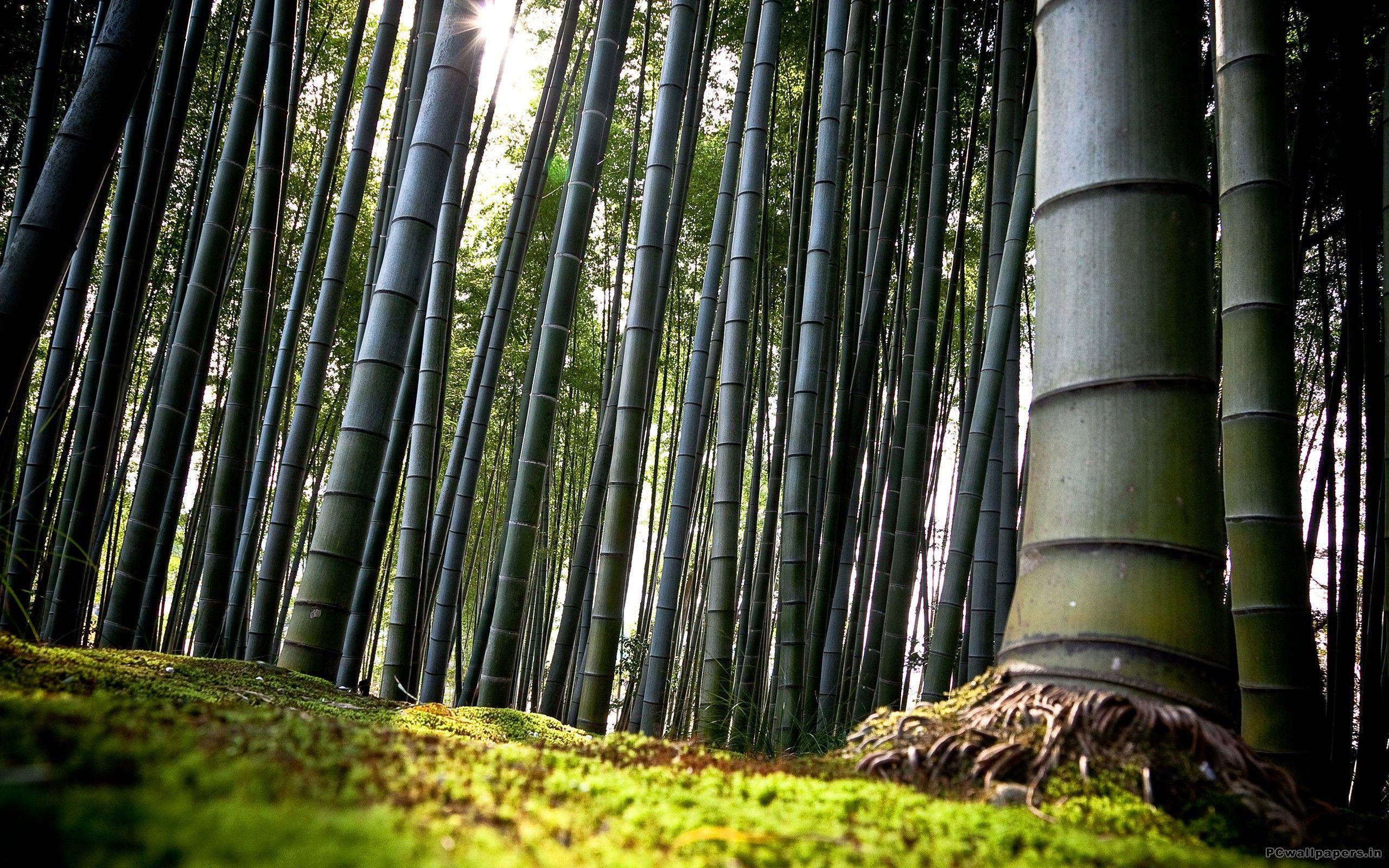2560x1600 Bamboo Forest
