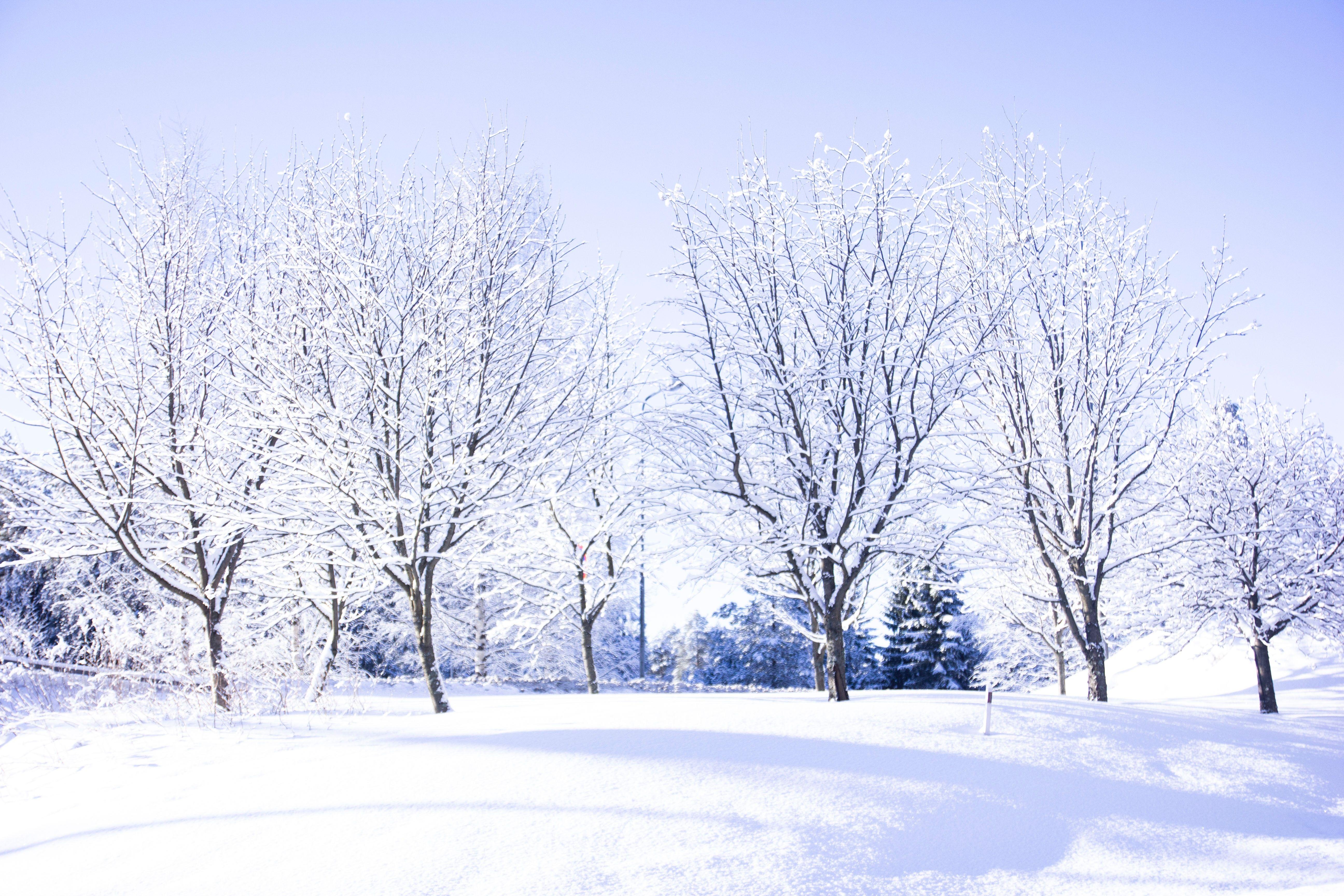 5184x3456 Winter laptop wallpaper best free wallpaper, winter, snow and outdoor photo