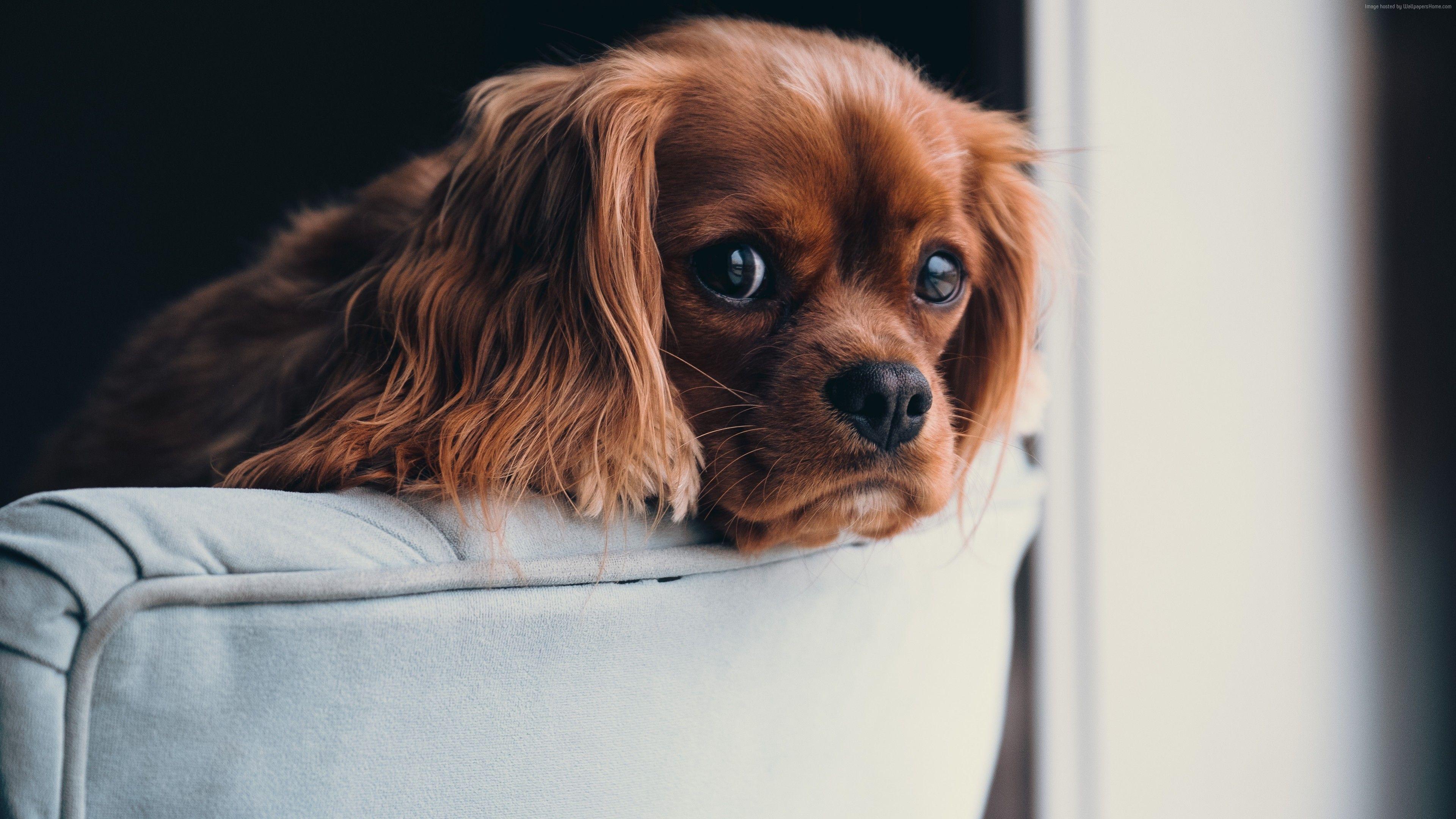 3840x2160 Wallpaper puppy, cute animals, 5k, Animals