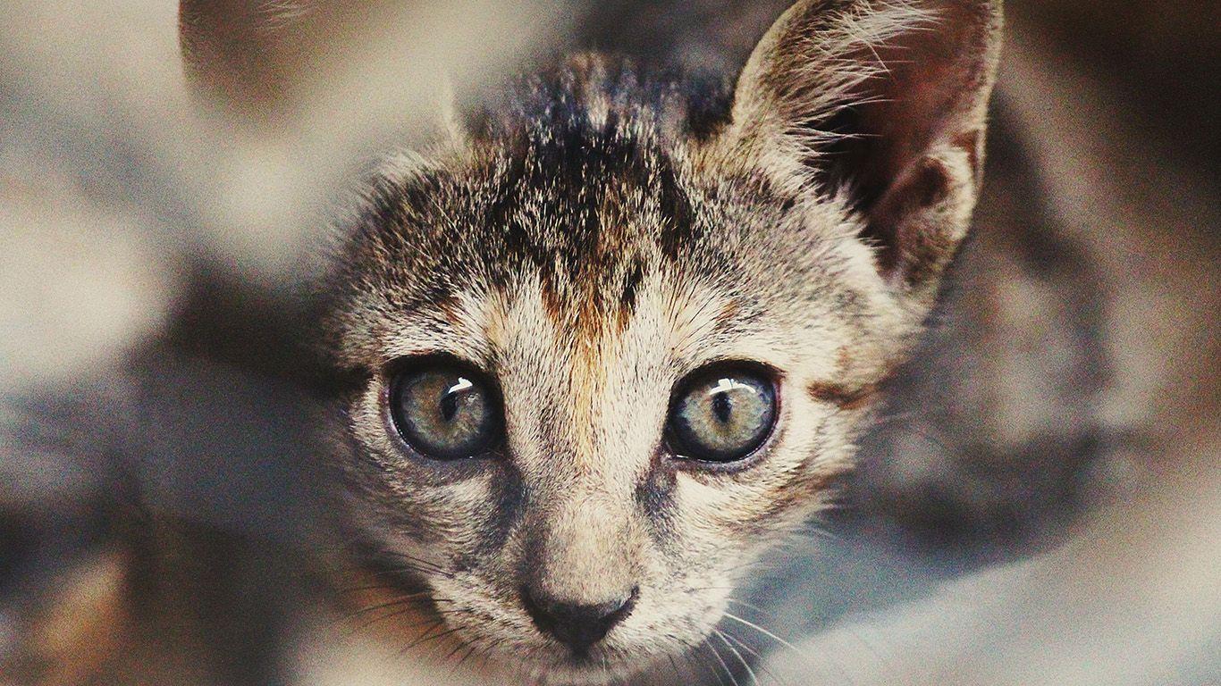 1366x768 wallpaper for desktop, laptop. cat face cute animal nature