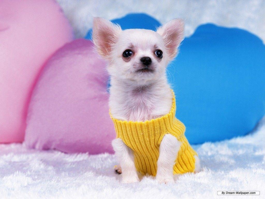 1024x768 Cute Chihuahua Dog Wallpaper Laptop Background Wallpaper