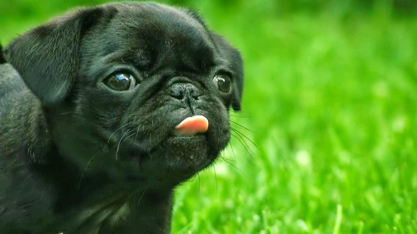 1366x768 HD Wallpaper Desktop: Dog HD LapTop Wallpaper