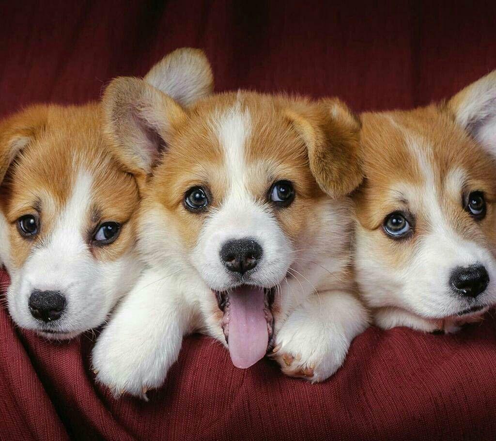 1024x910 Puppy power cubed. Cute corgi, Welsh corgi puppies, Corgi dog