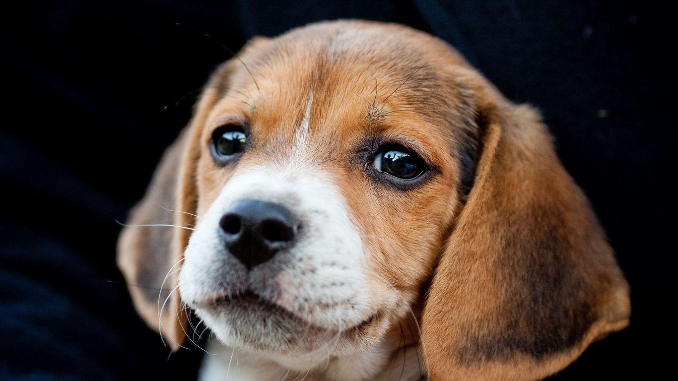 1366x768 Download wallpaper 1366x768 puppy, snout, ears, cute tablet, laptop HD background