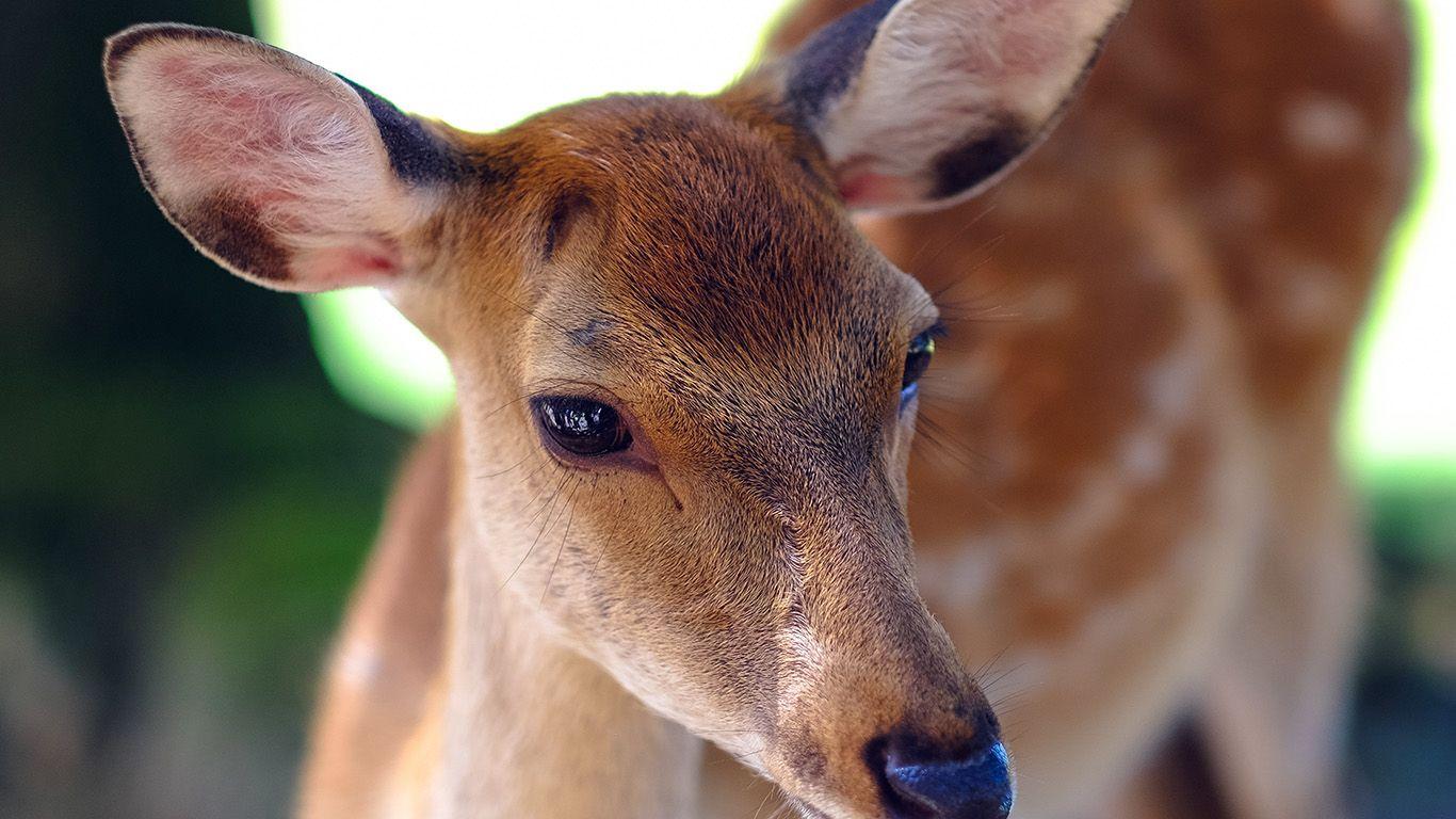 1366x768 wallpaper for desktop, laptop. deer cute animal soft nature