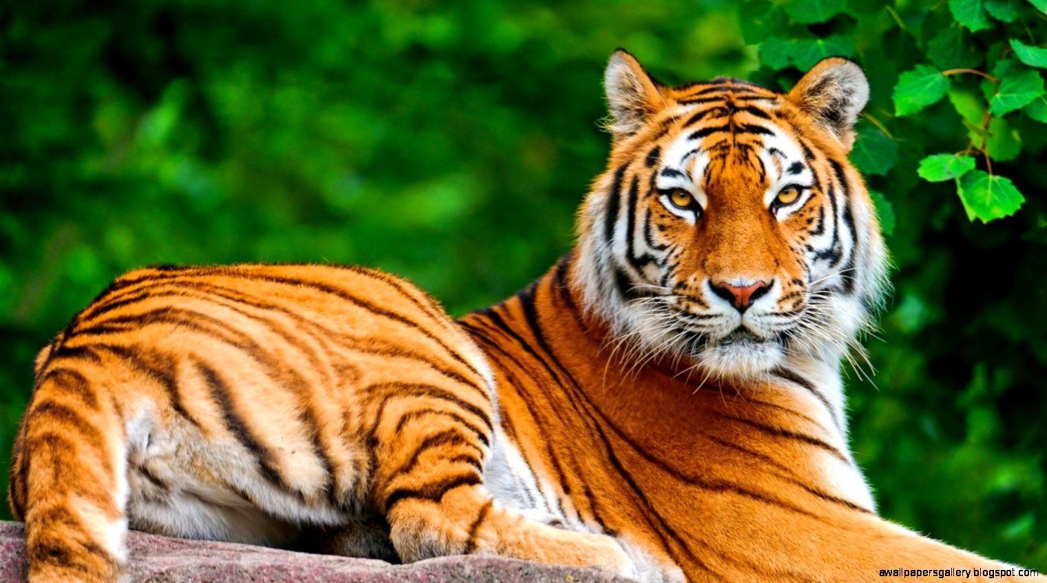 1520x846 Hdanimalwallpaperfor Laptop Wallpaper Animal HD Wallpaper