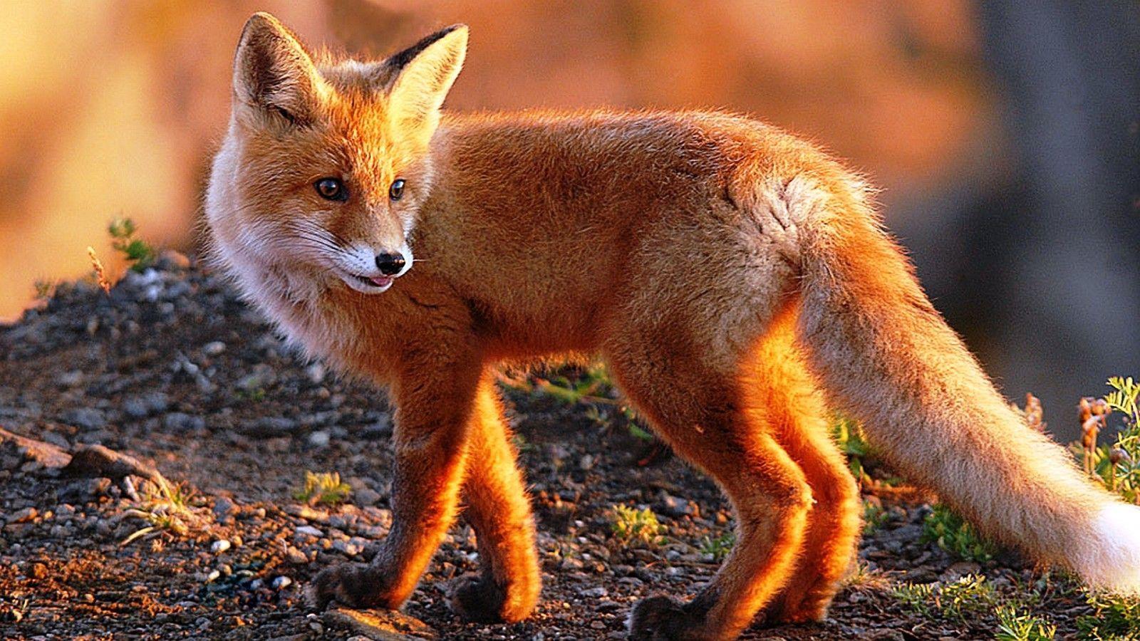 1600x900 If yes, you can simply avail all the above features effective by visiting the official website of the 3D HD Wallpaper onl. Pet fox, Animal wallpaper, Fox picture