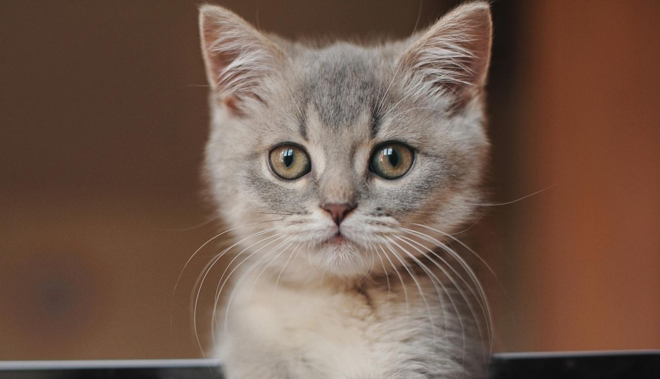1336x768 Kitten Cute HD Laptop Wallpaper, HD Animals 4K Wallpaper, Image, Photo and Background