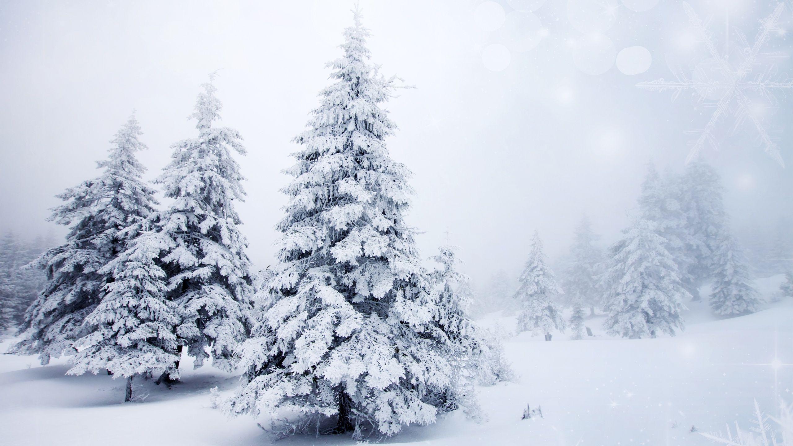 2560x1440 Winter Tumblr Desktop Wallpaper