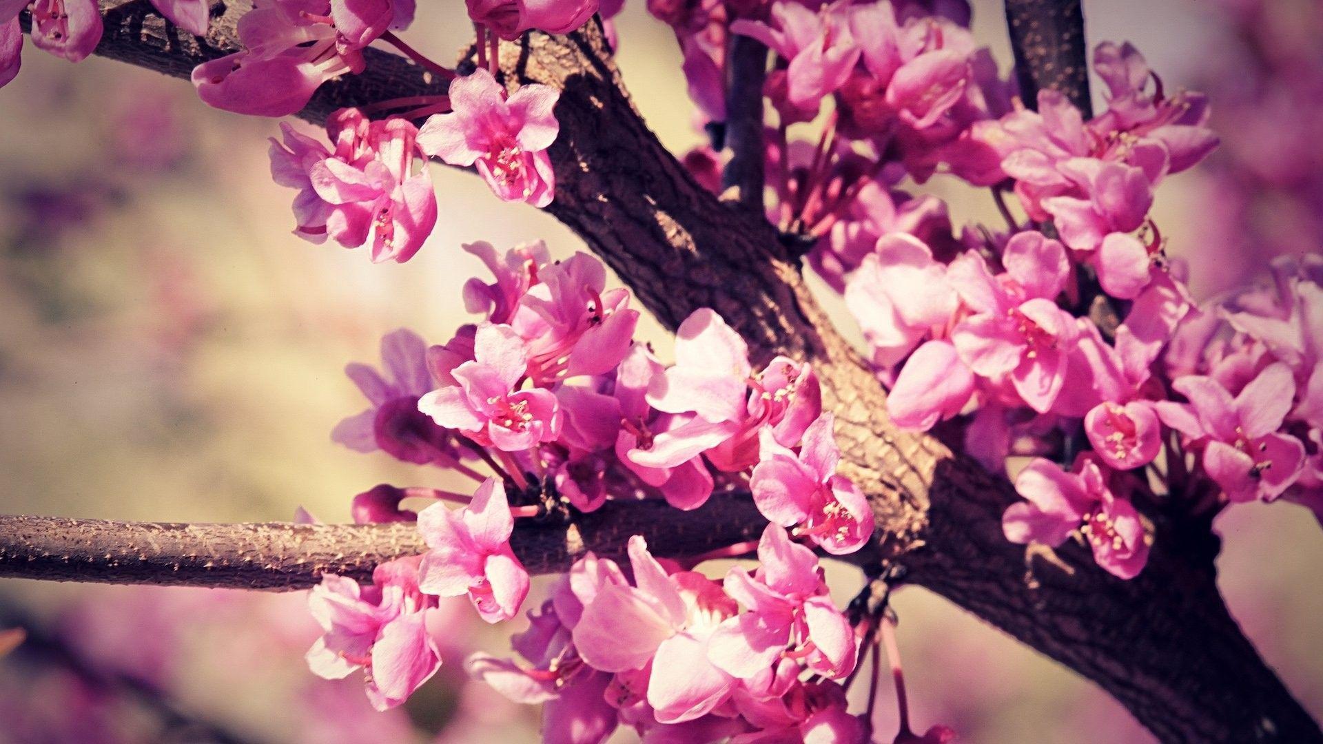 1920x1080 Girly wallpaper.com Wallpaper World