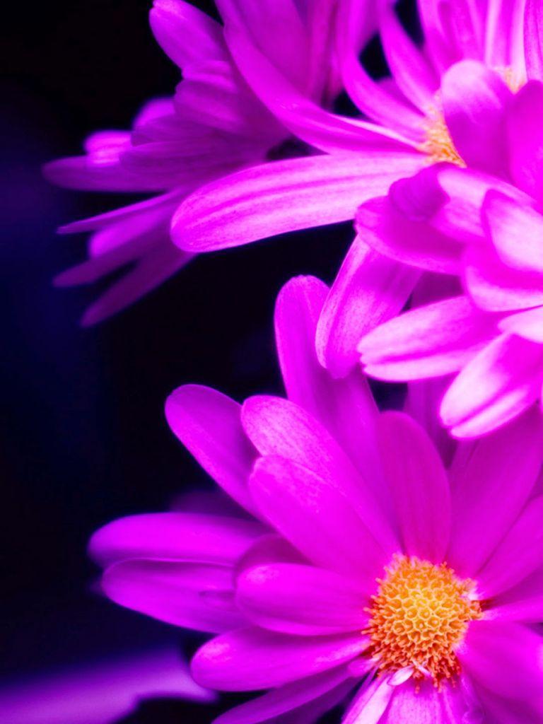 768x1024 Free download Pink Daisy Wallpaper iPhone 6 Plus GuideSmartPhonenet [900x1600] for your Desktop, Mobile & Tablet. Explore Emoji Wallpaper for Kindle Fire. Emoji Wallpaper for Kindle Fire, Wallpaper for