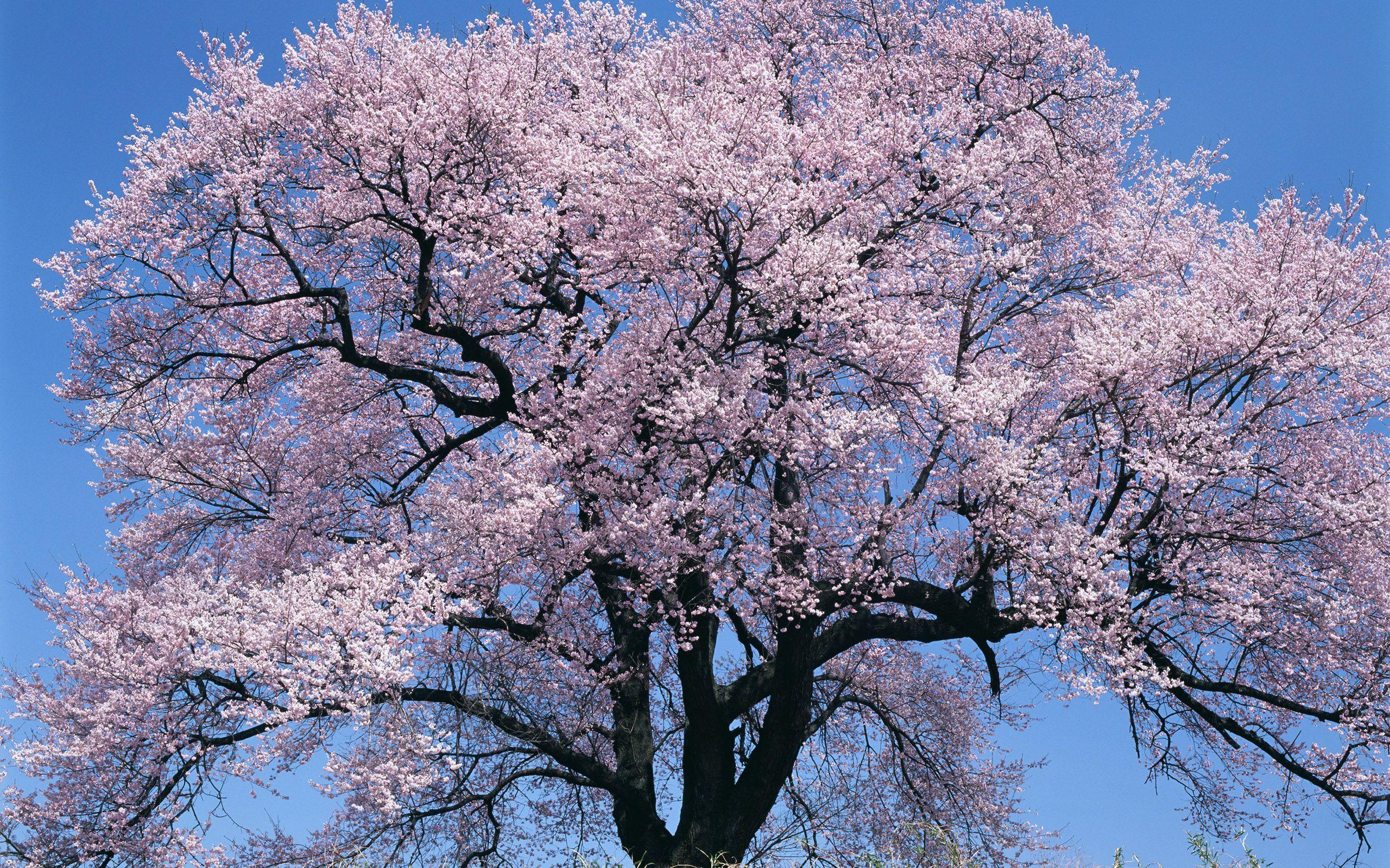 2560x1600 Japan Big Cherry Blossom Tree Desktop Background HD 2560x1600