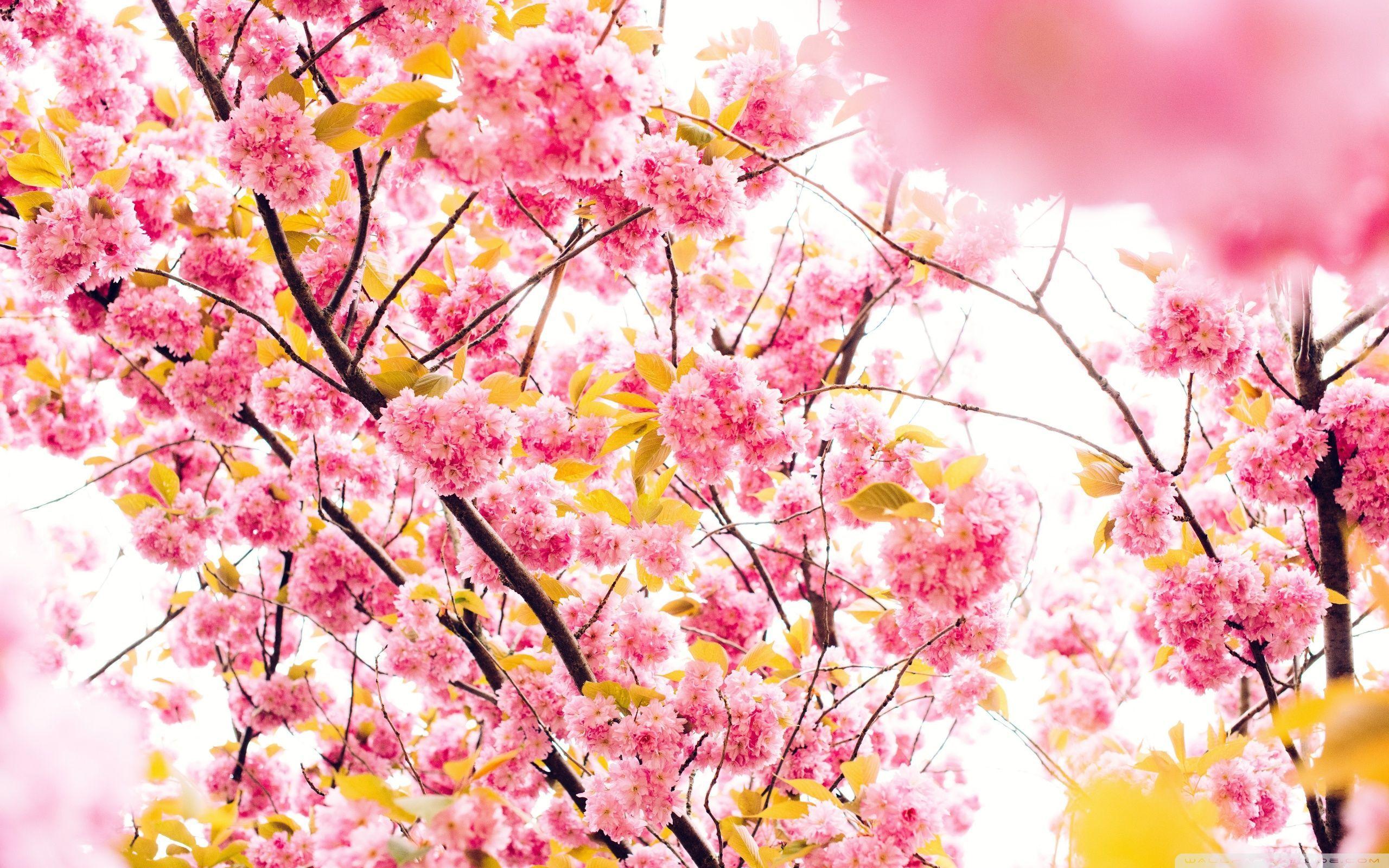 Cherry Blossom Tree Desktop Wallpapers Top Free Cherry Blossom