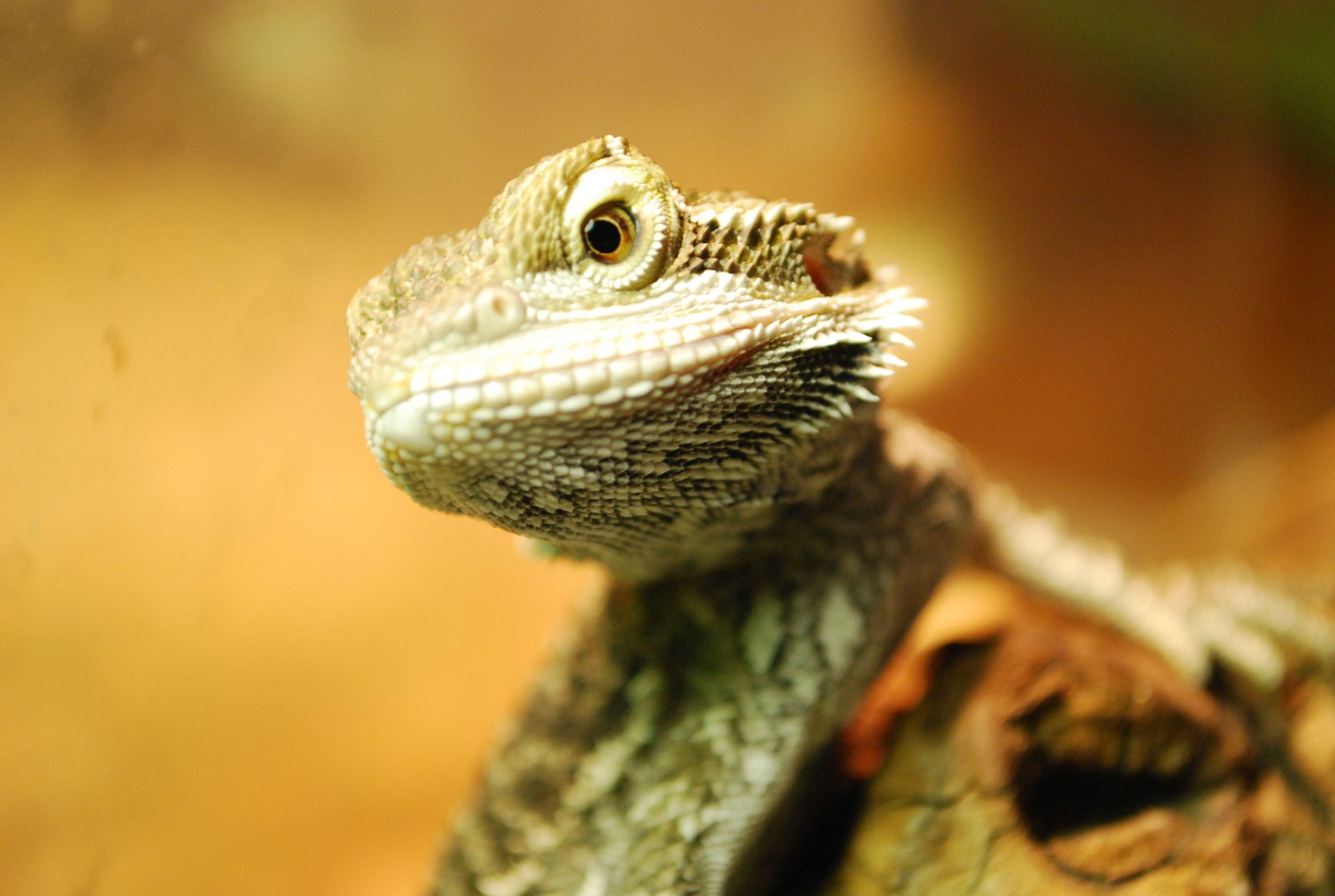 2896x1944 Bearded Dragon Wallpaper