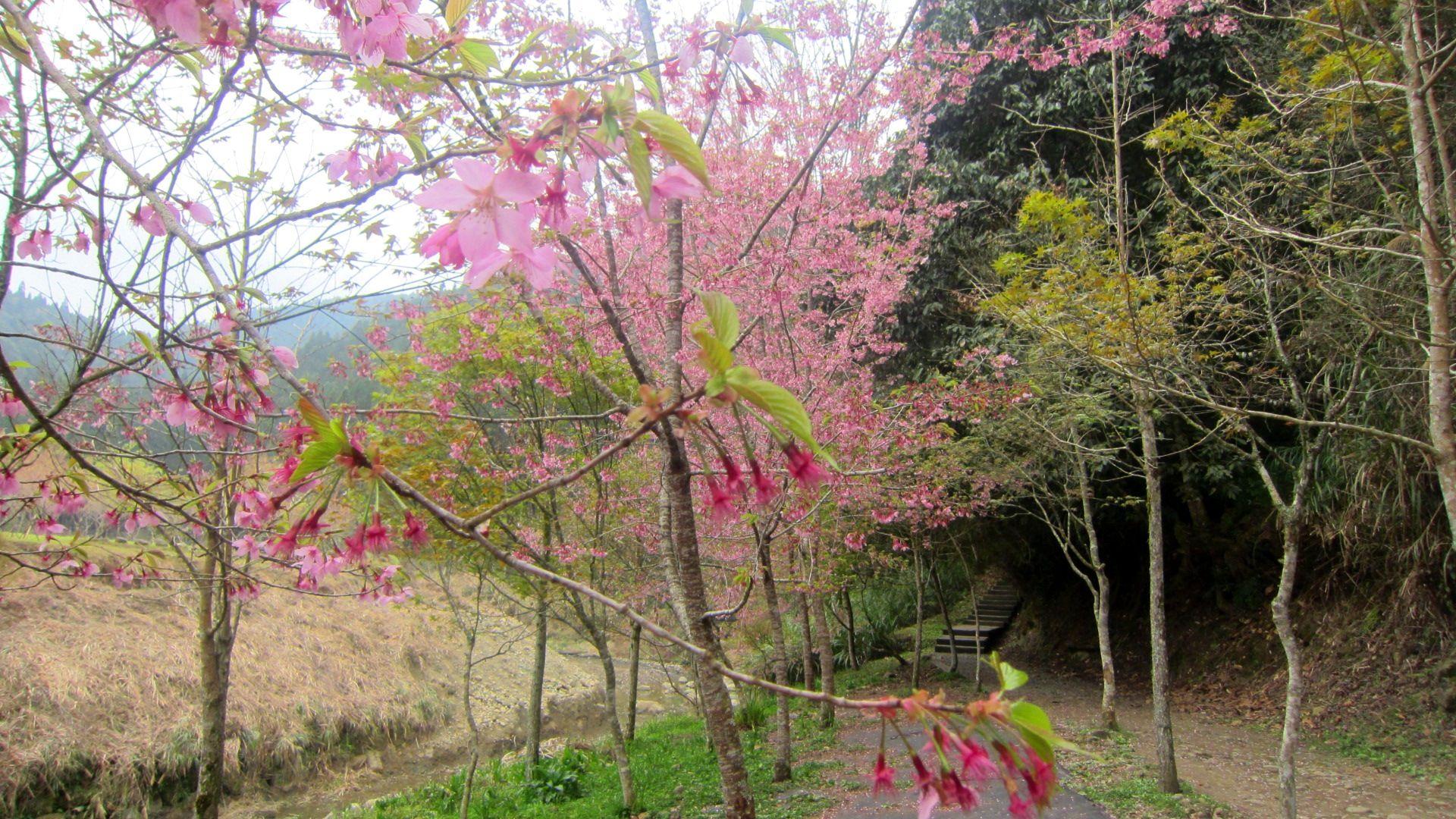 1920x1080 Cherry Blossom Tree Desktop Wallpaper