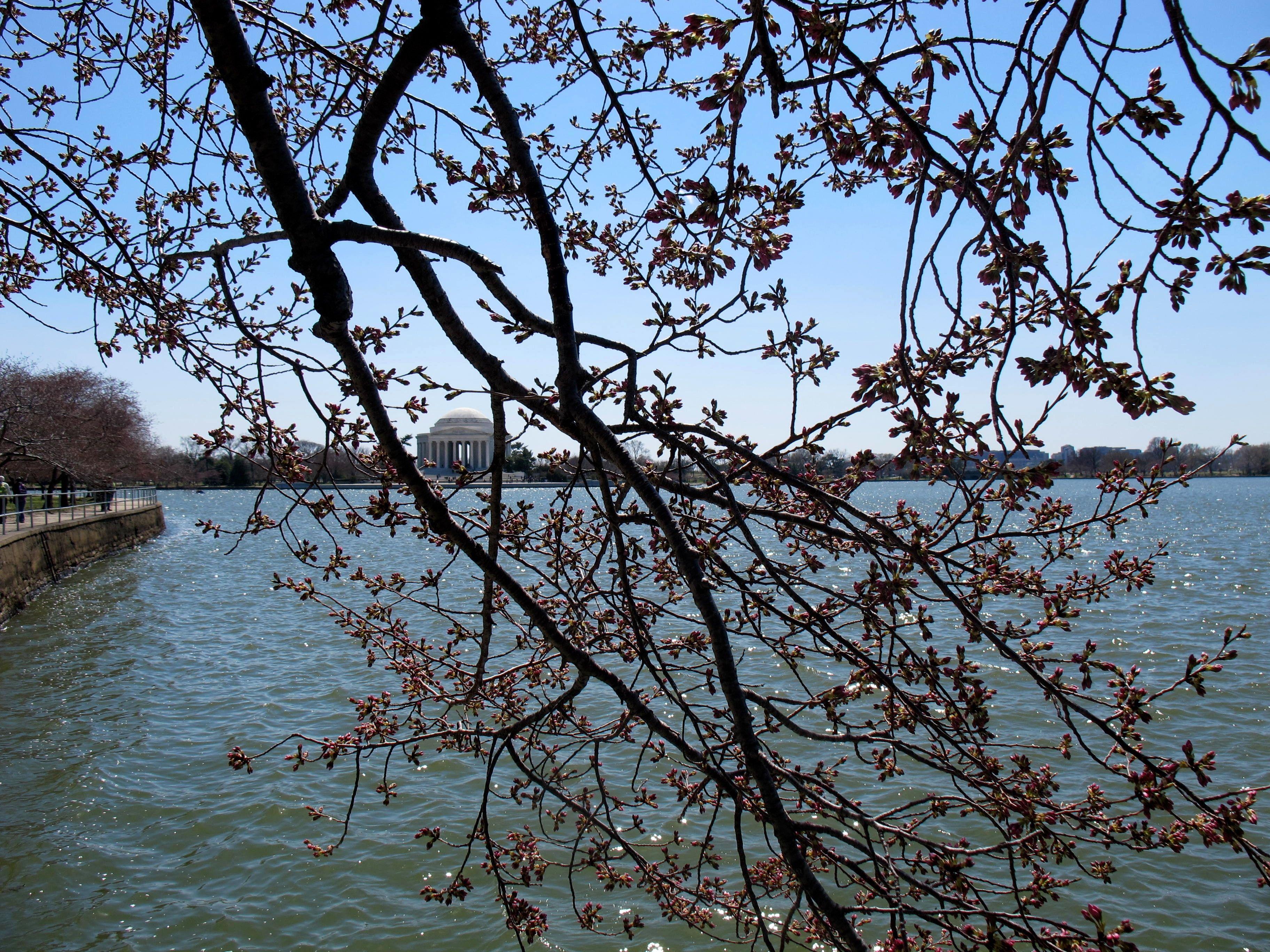 3648x2736 Misc: Memorial Washington Cherry Blossom Trees Jefferson Tree