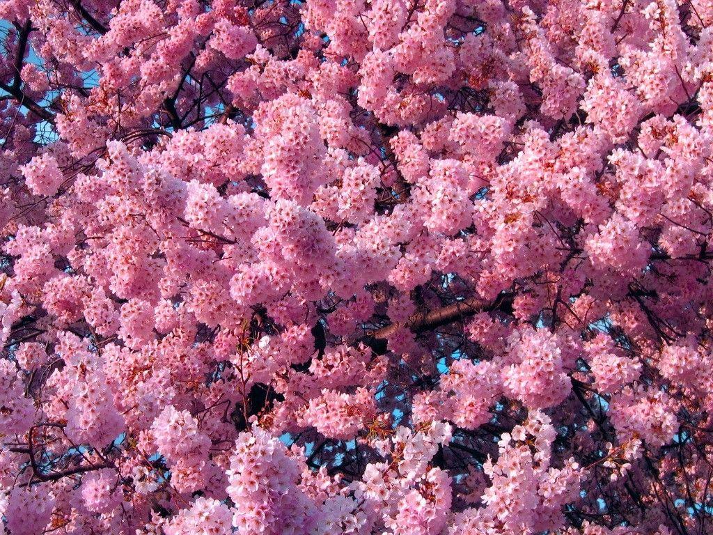 1024x768 Flowers: Cherry Blossom Time Flowers Blossoms Pink Trees Free