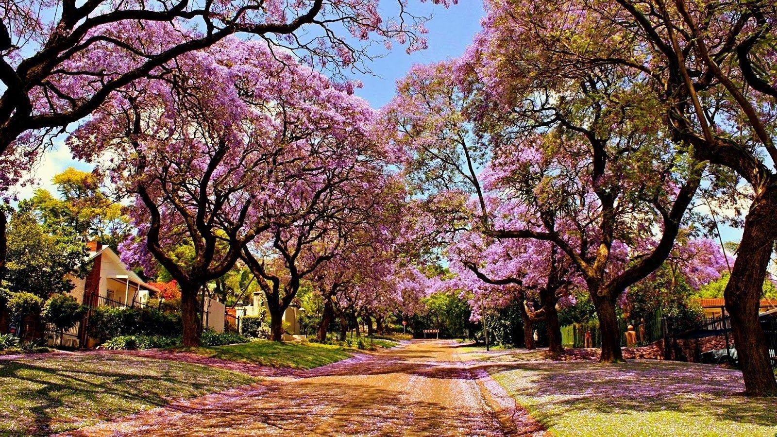 1600x900 HD Wallpaper Desktop: Sakura Tree HD Wallpaper Desktop Background