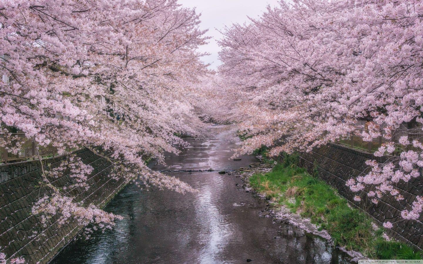 1440x900 Cherry Blossom Tree Desktop Wallpaper THIS Wallpaper. HD Wallpaper
