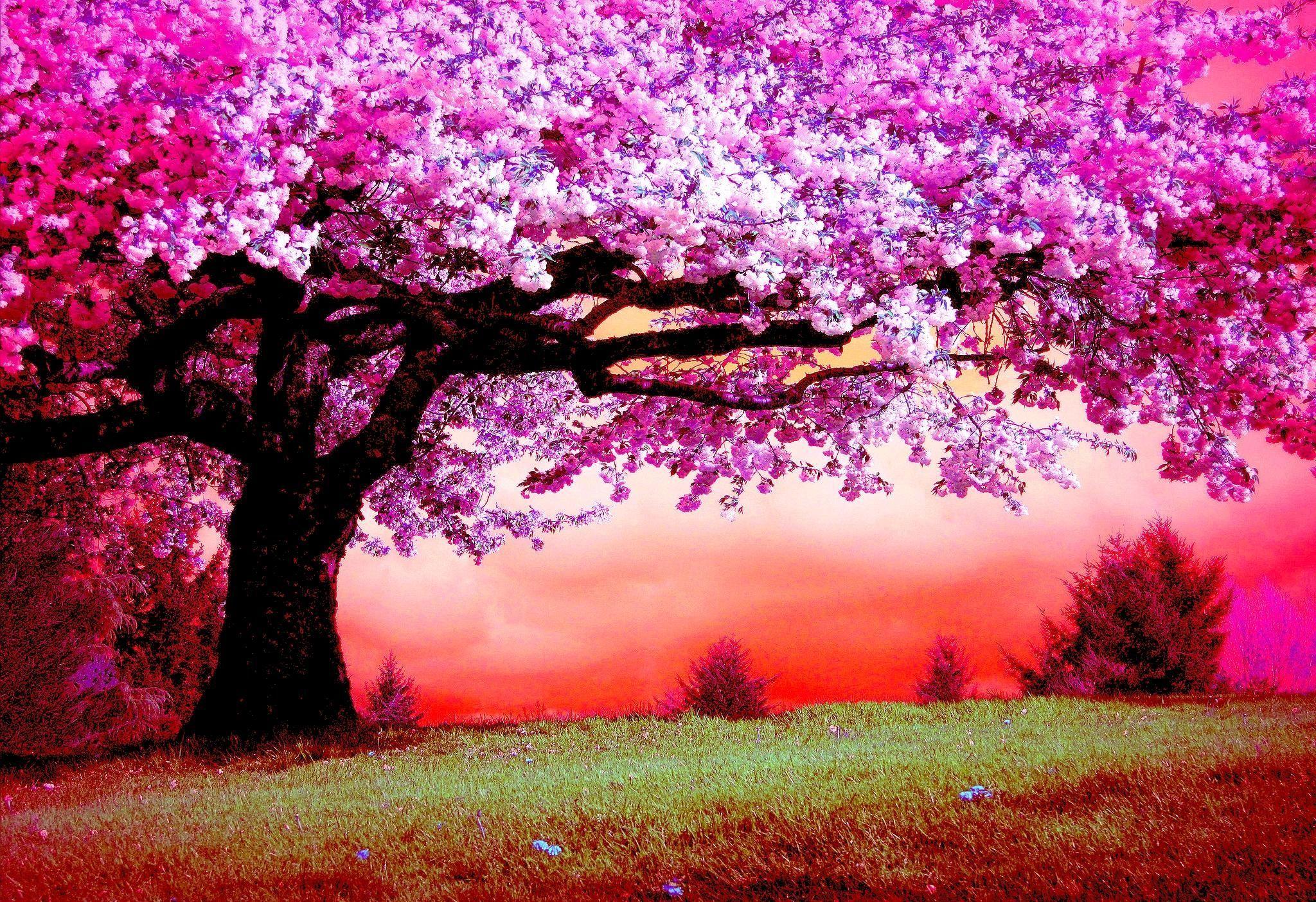 Cherry Blossom Tree Desktop Wallpapers - Top Free Cherry Blossom Tree
