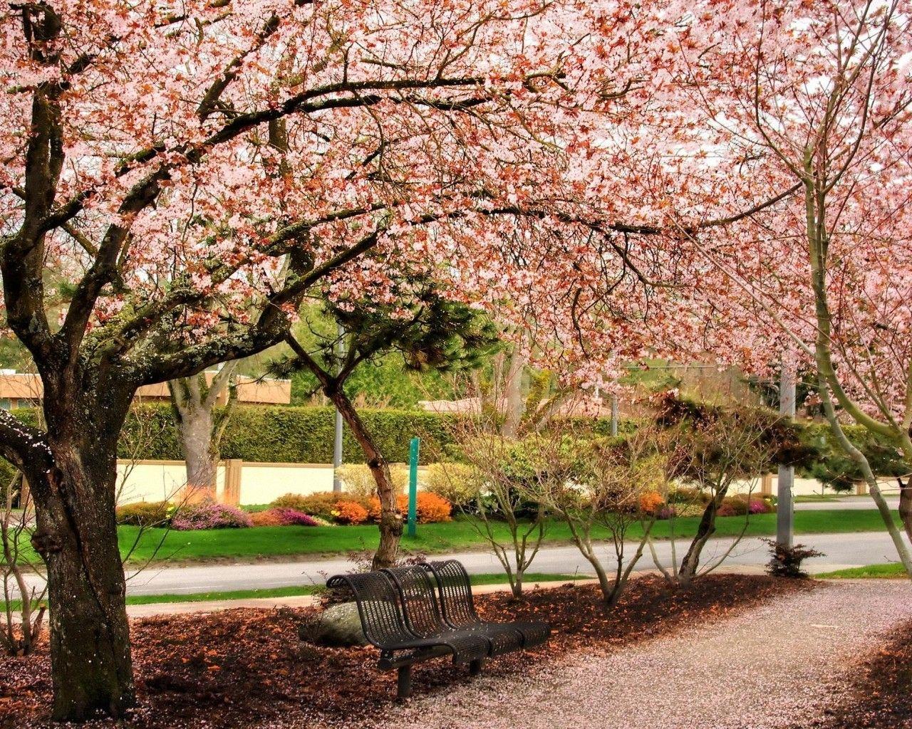 1280x1024 Misc: Cherry Blossom Tree Park Bench HD Background for HD 16:9 High