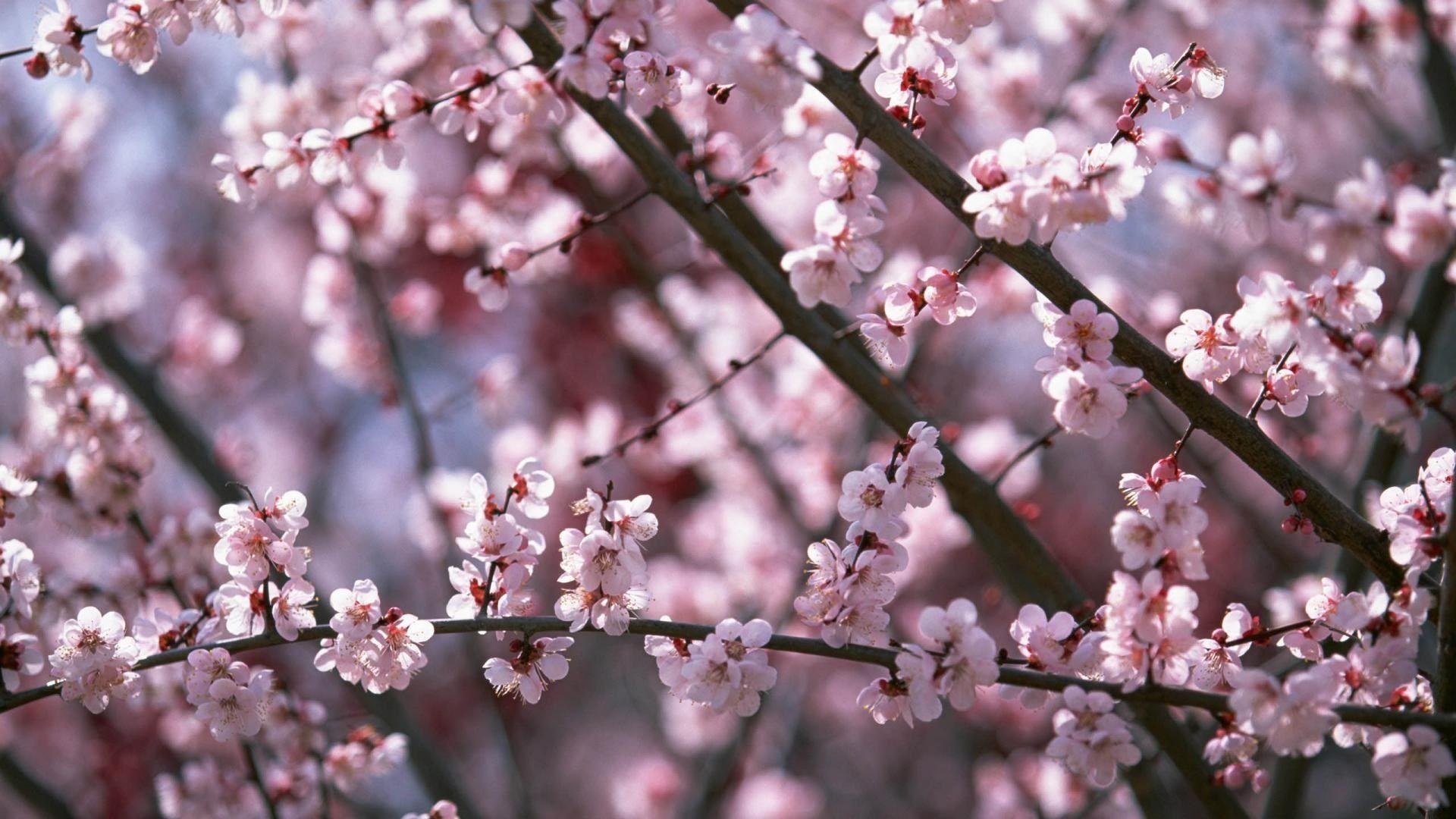 1920x1080 Free Cherry Blossom Wallpaper