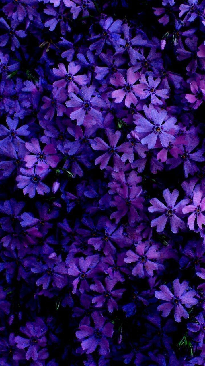 Purple Floral Phone Wallpapers - Top Free Purple Floral Phone Backgrounds -  WallpaperAccess